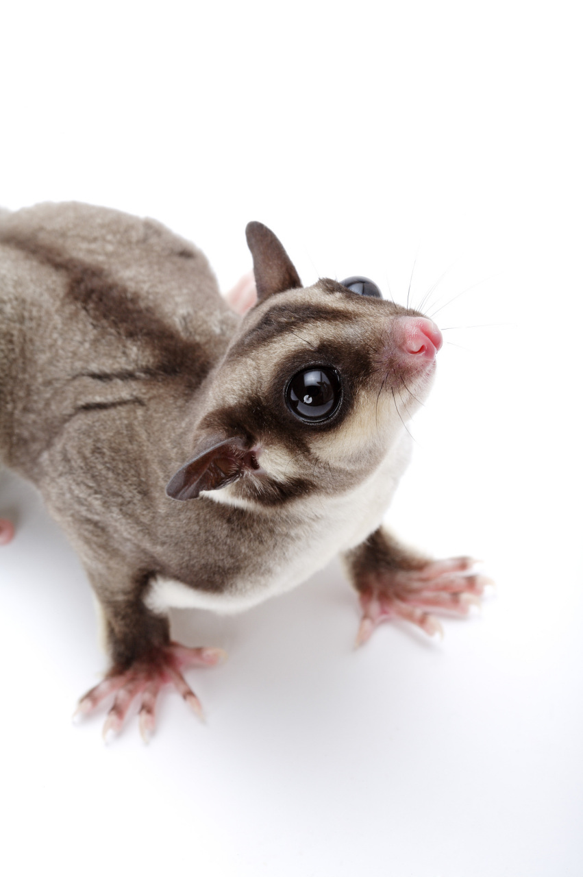 了解它们就是尊重自然的第一步![原文:小蜜袋鼯有哪些习性?黑夜.