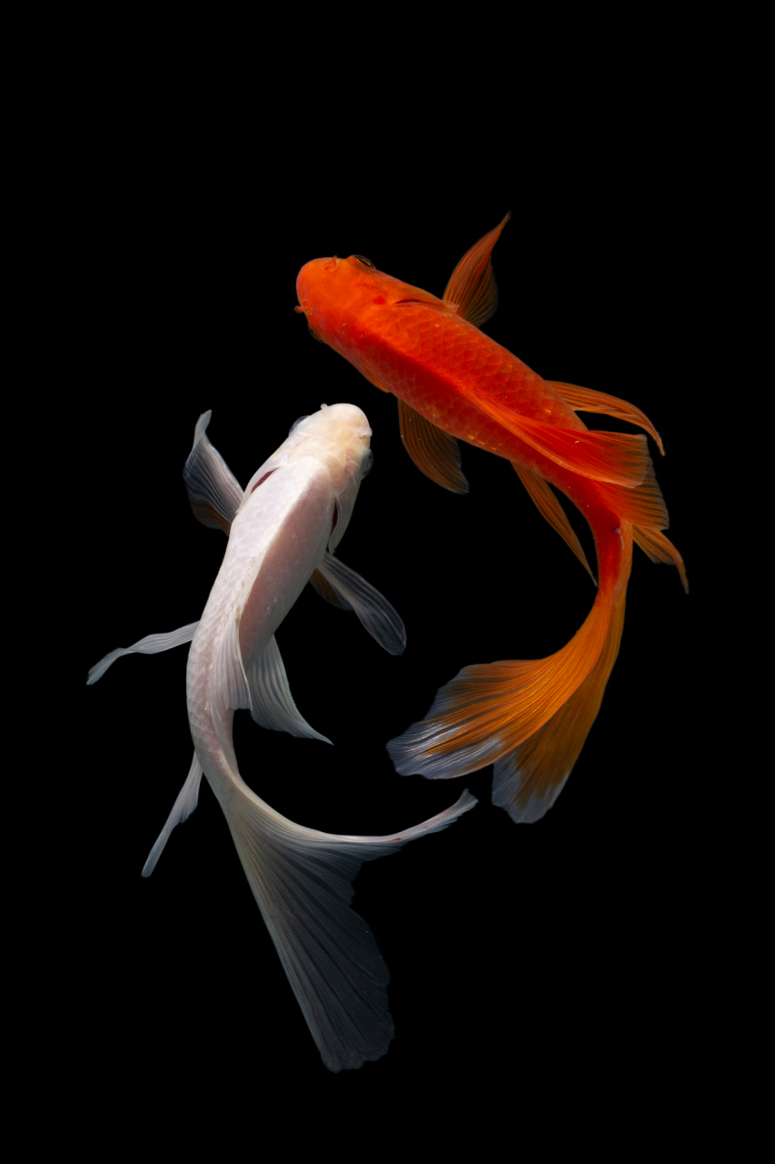 锦鲤鱼的养殖方法和注意事项  锦鲤,作为一种美丽而富有灵性的观赏鱼