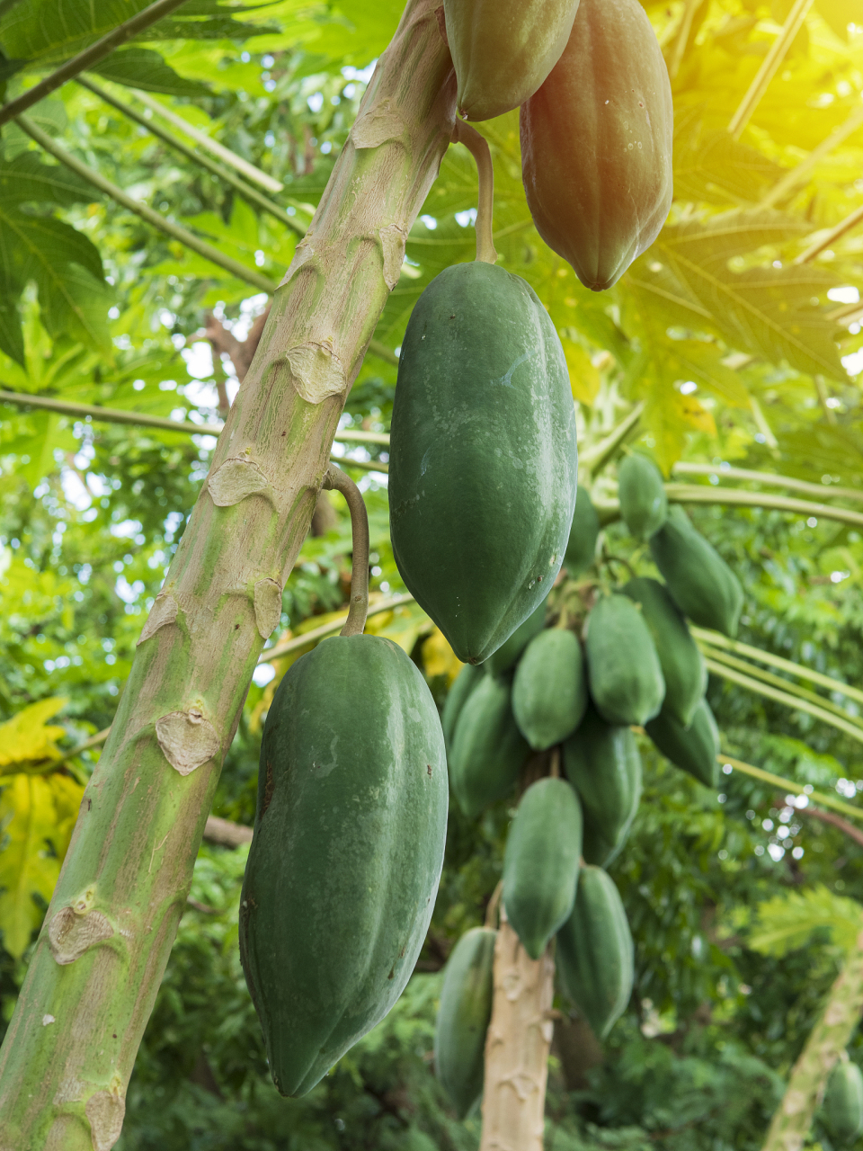 木瓜的功效与作用及营养价值,木瓜的正确吃法有哪些?