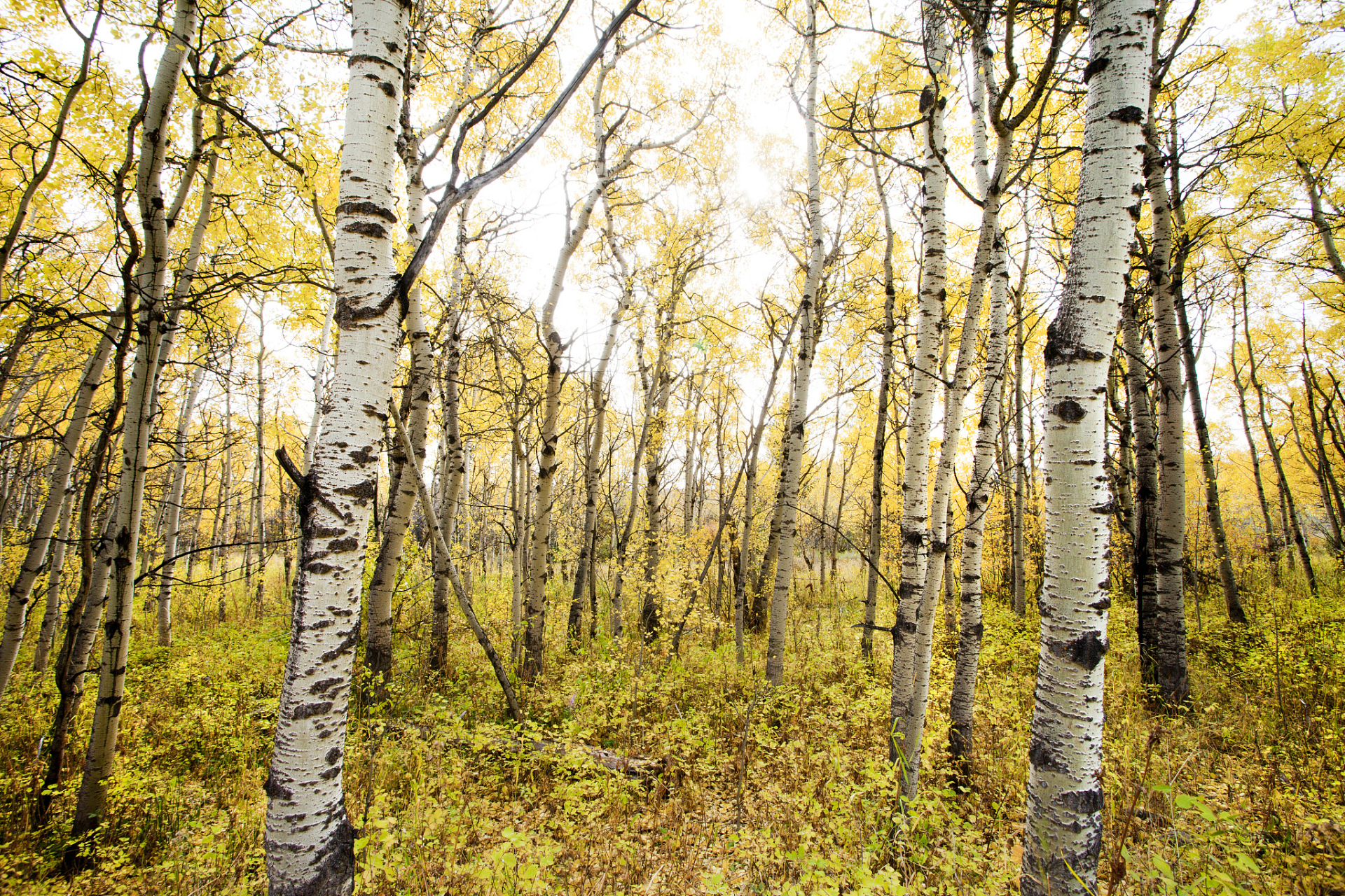 白桦林在俄罗斯的哪个角落?