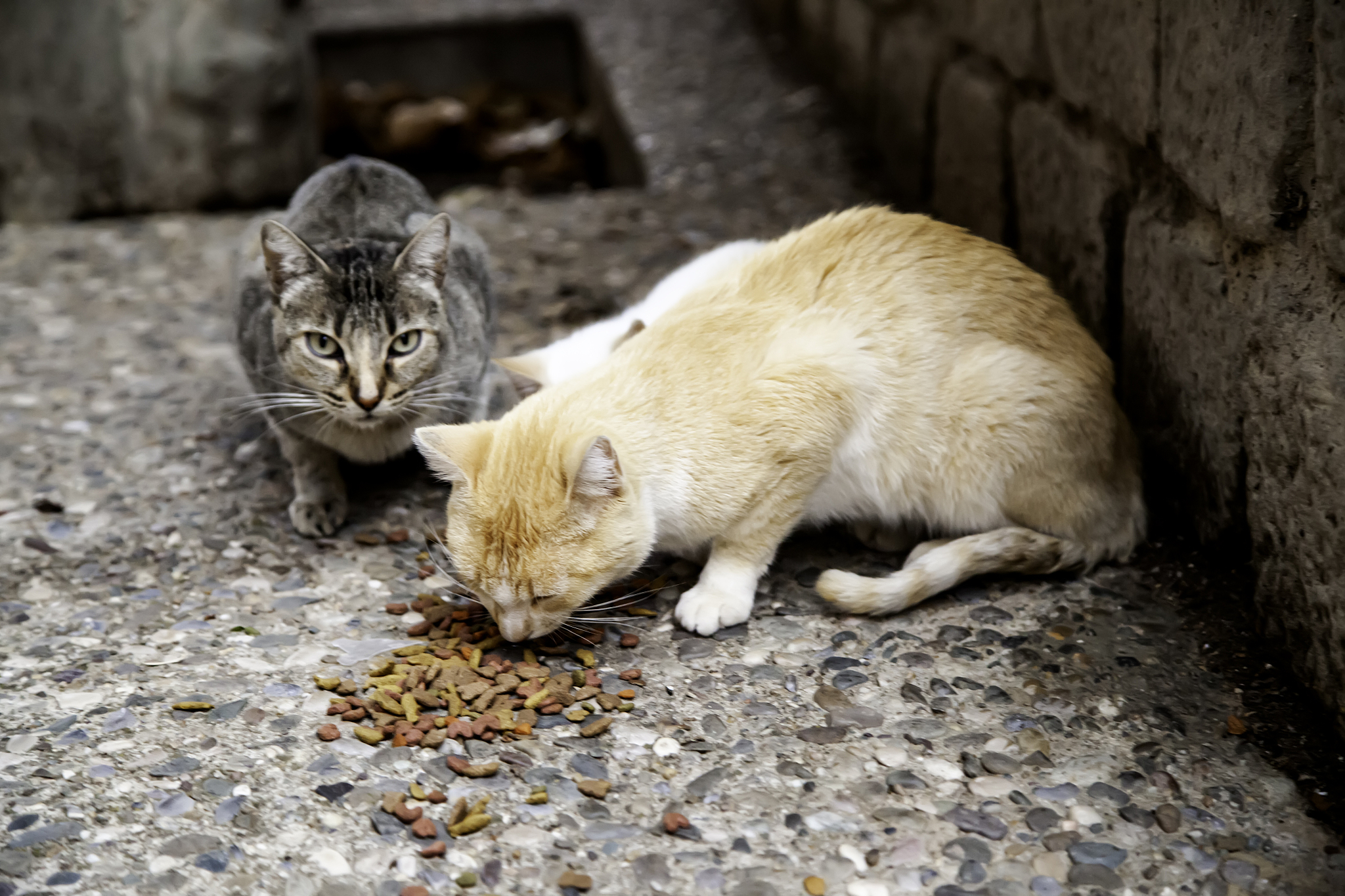 如何保护流浪猫在冬天中生存?——流浪猫能够承受多少度的低温?