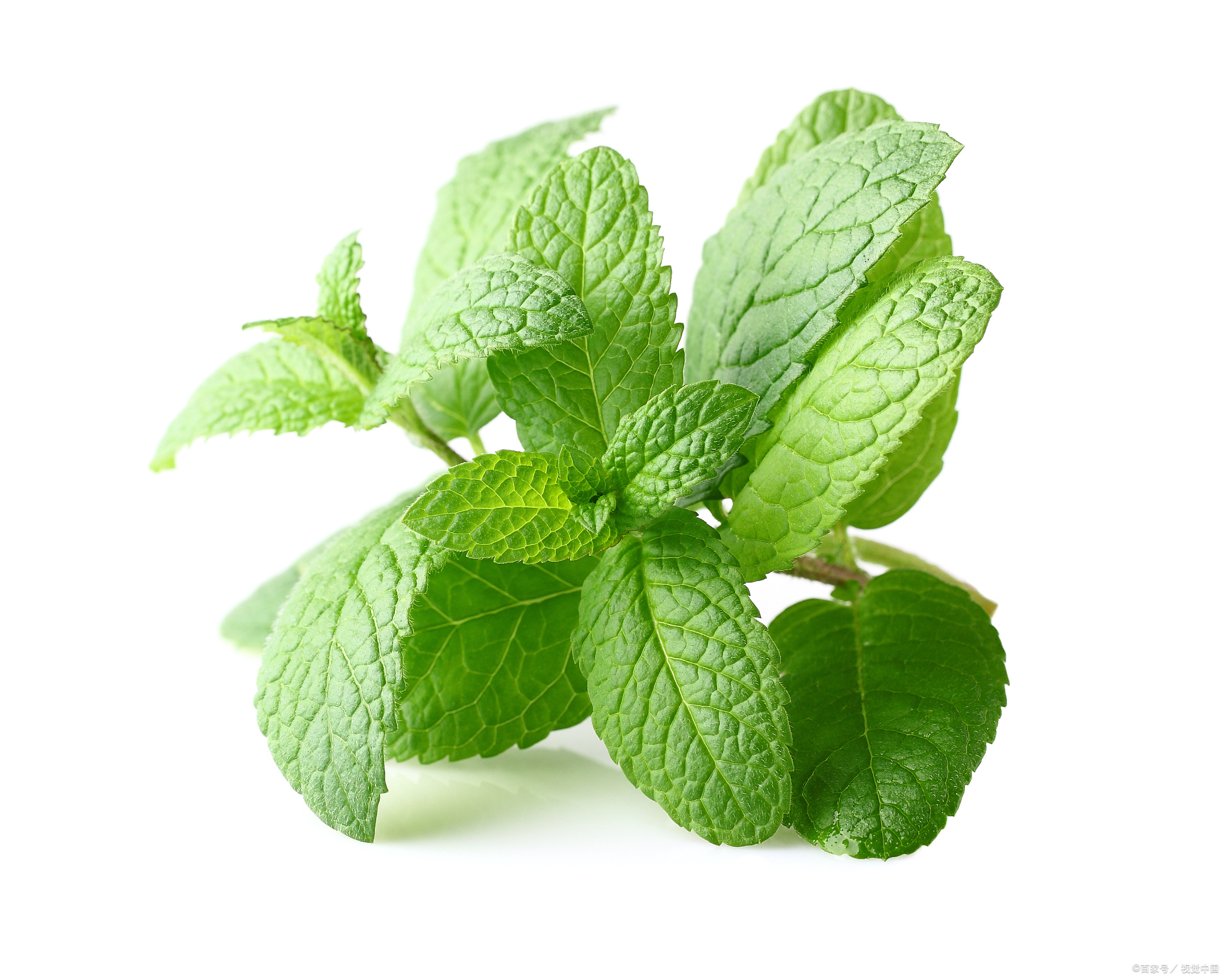 健康养生中有哪些天然草药可以帮助?