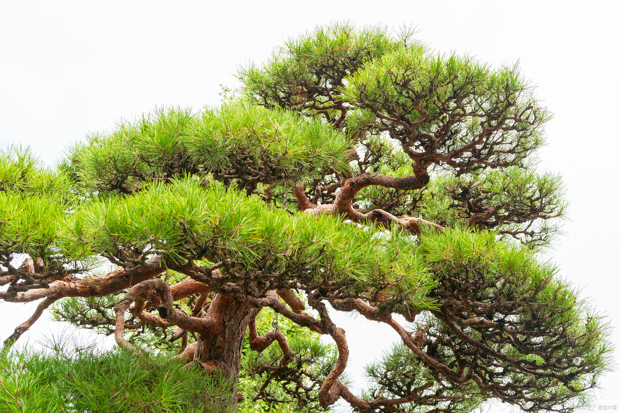 松柏之绿:生命的坚韧与永恒