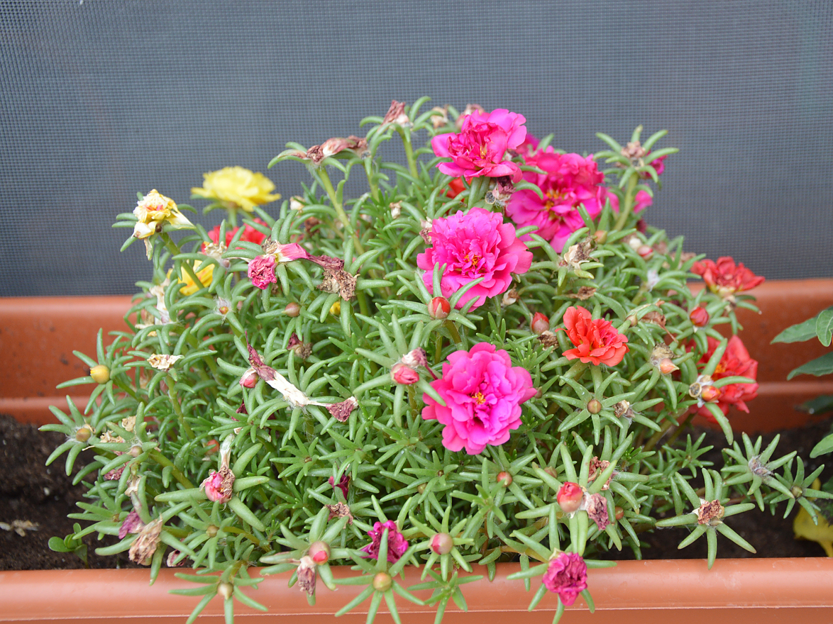 太阳花是马齿苋科植物,通过选择合适土壤,修剪打顶,施肥,浇水,充足