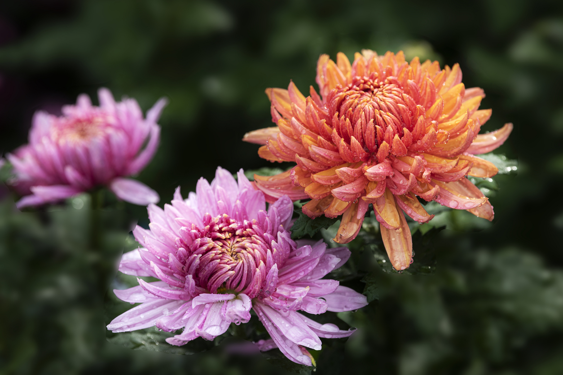 秋菊,也被稱為菊花,別名九華,黃花,帝女花,是名貴觀賞花卉,品種繹達