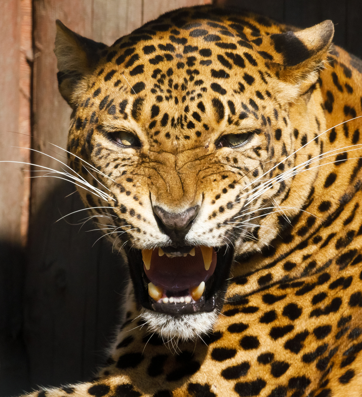 别看花豹一身花不溜秋的,其实没啥能耐,鬣狗都能拿捏它