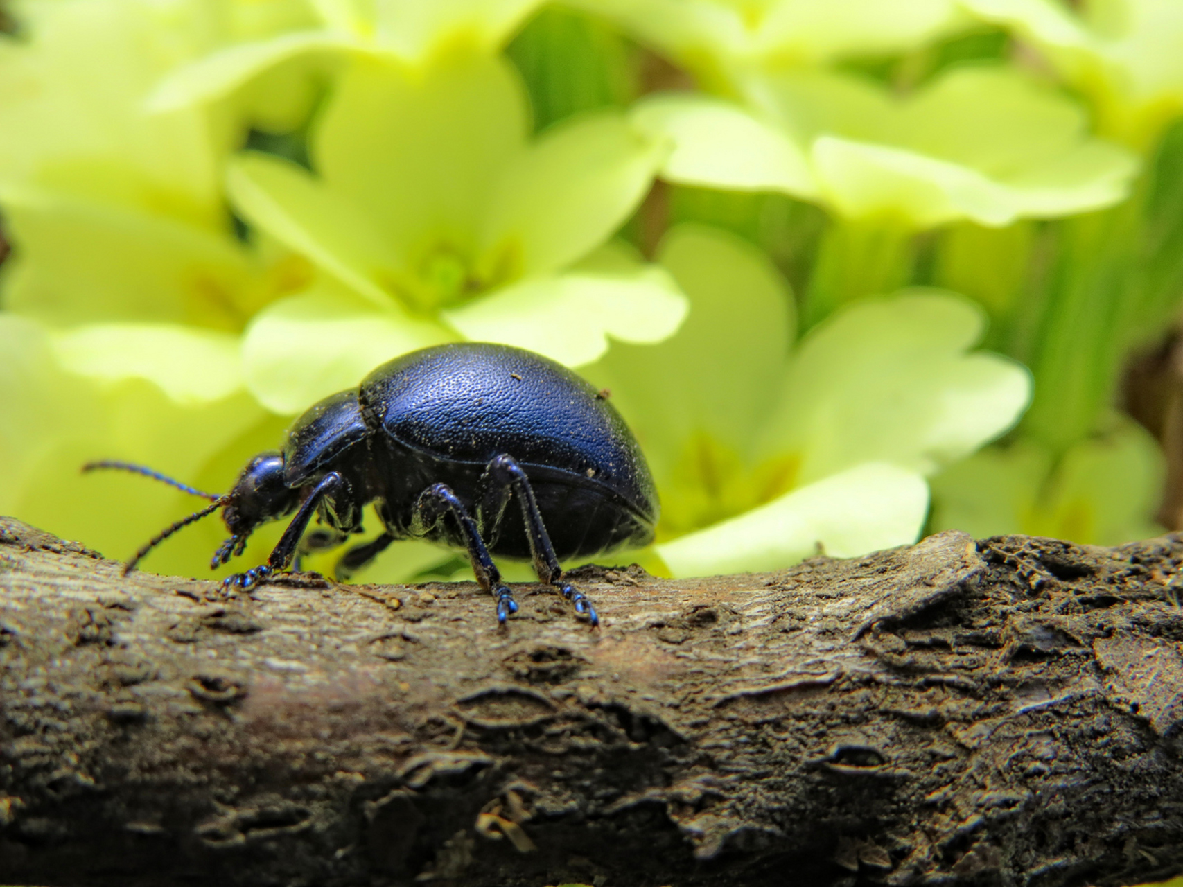 甲虫拥有六条腿,这些腿细长而有力,使甲虫能在各种地形上迅速移动.