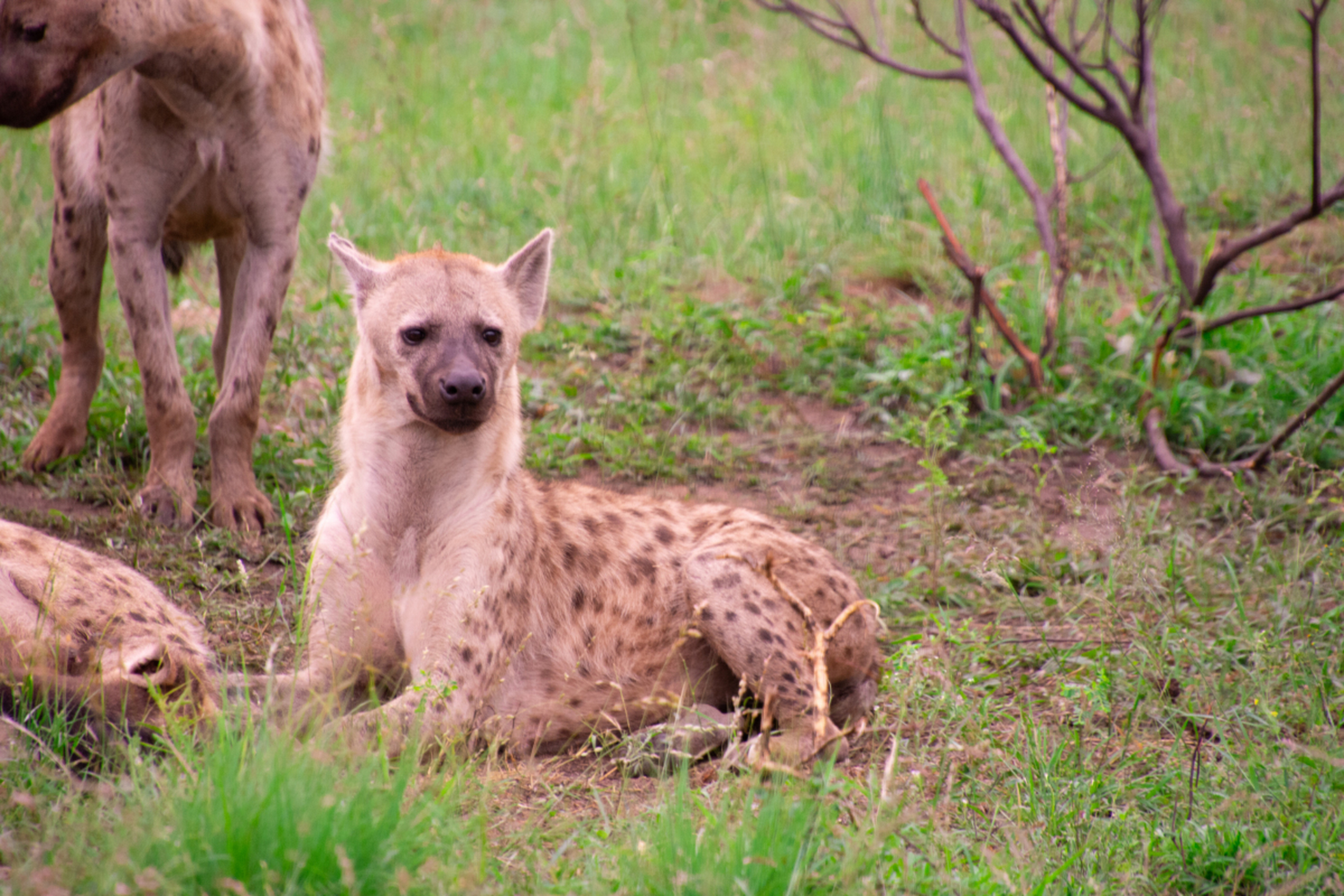 鬣狗是非洲大草原上的生存专家,凭借团队协作,食腐为生,耐力出众,社会