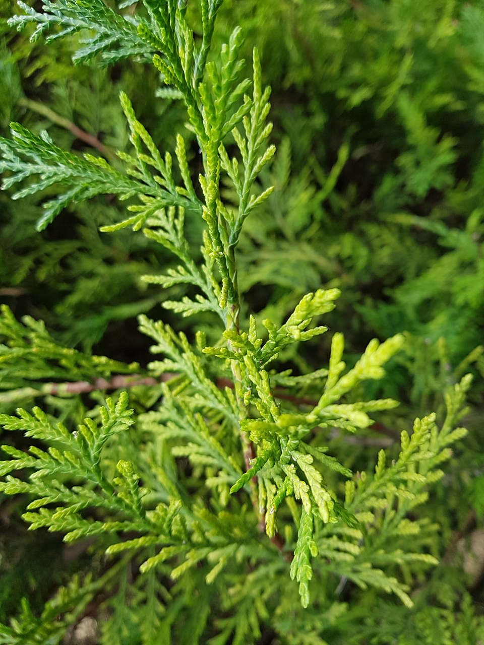 一味中药,脱发白发头皮屑都怕它  发为血之余,当