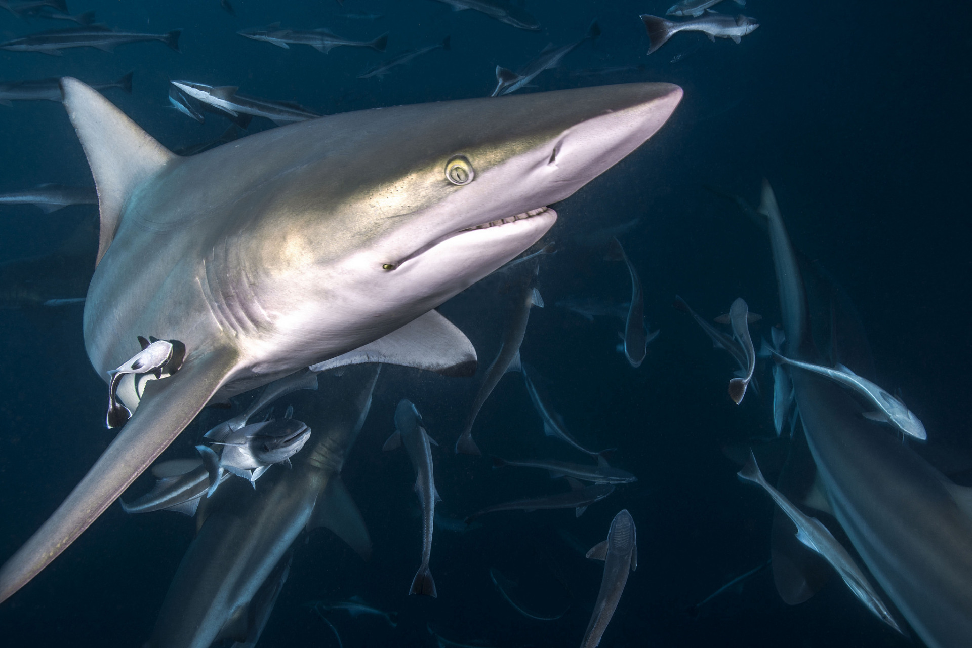 鲨鱼分布广泛,适应各种水温,水质和水深