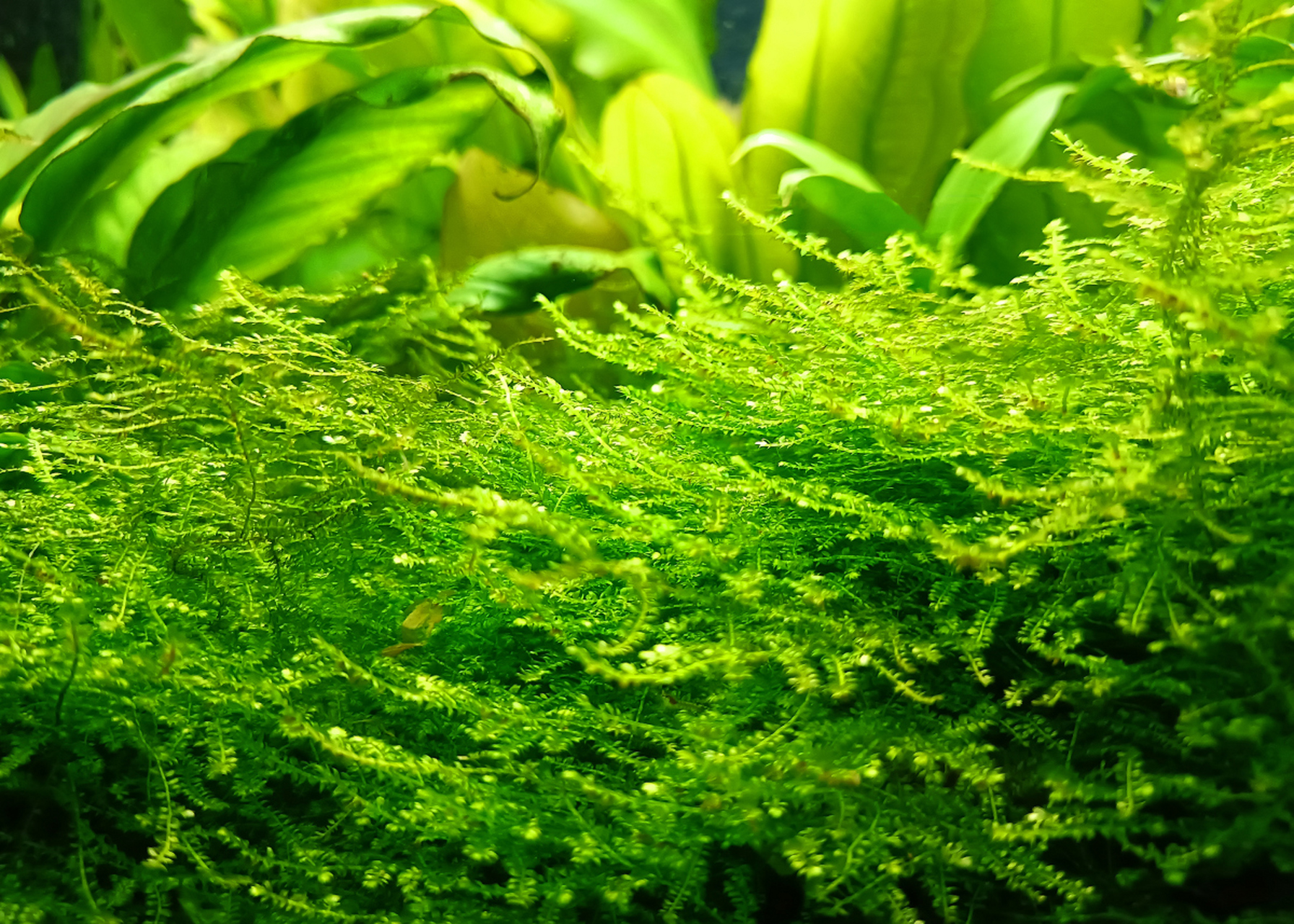 植物,藻类或某些细菌能利用光通过化学反应来合成自身需要的成分,这个