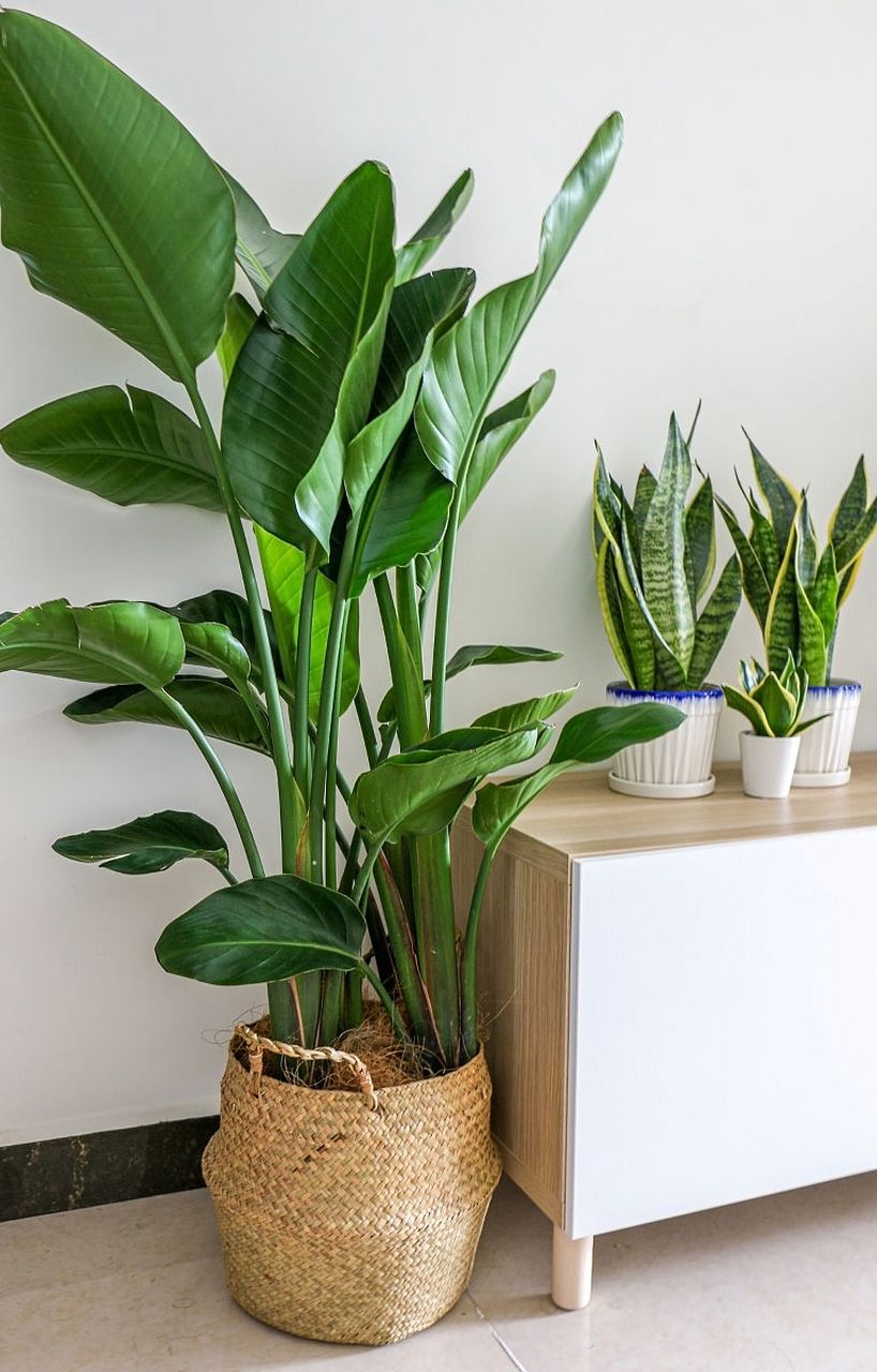 天堂鸟,这是一种充满热带风情的植物,叶片宽大,四季常绿,开花时更是