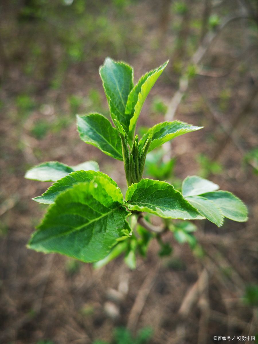 桑叶芽,这自然界的绿色宝藏,以其鲜嫩的姿态和丰富的营养,成为餐桌上