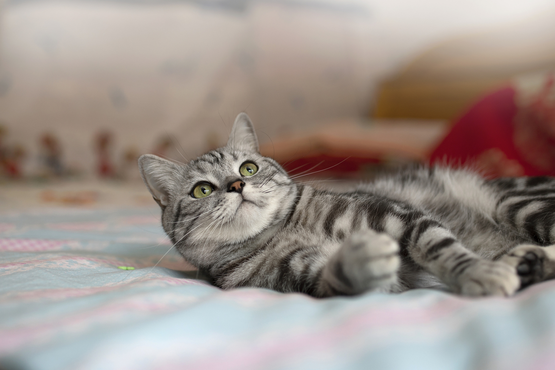 美国短毛猫(英文名:american shorthair cat)是一种常见的家猫品种,起