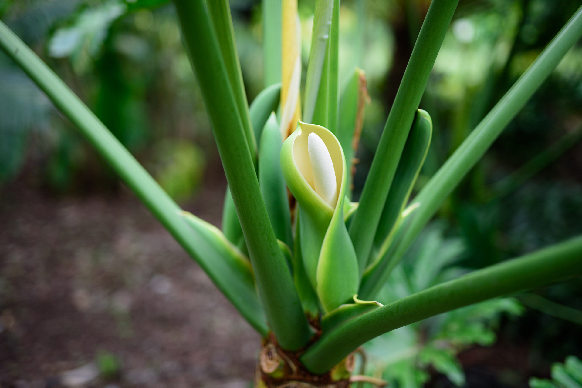 酒瓶兰是一种室内观叶植物,其形态独特且耐旱.