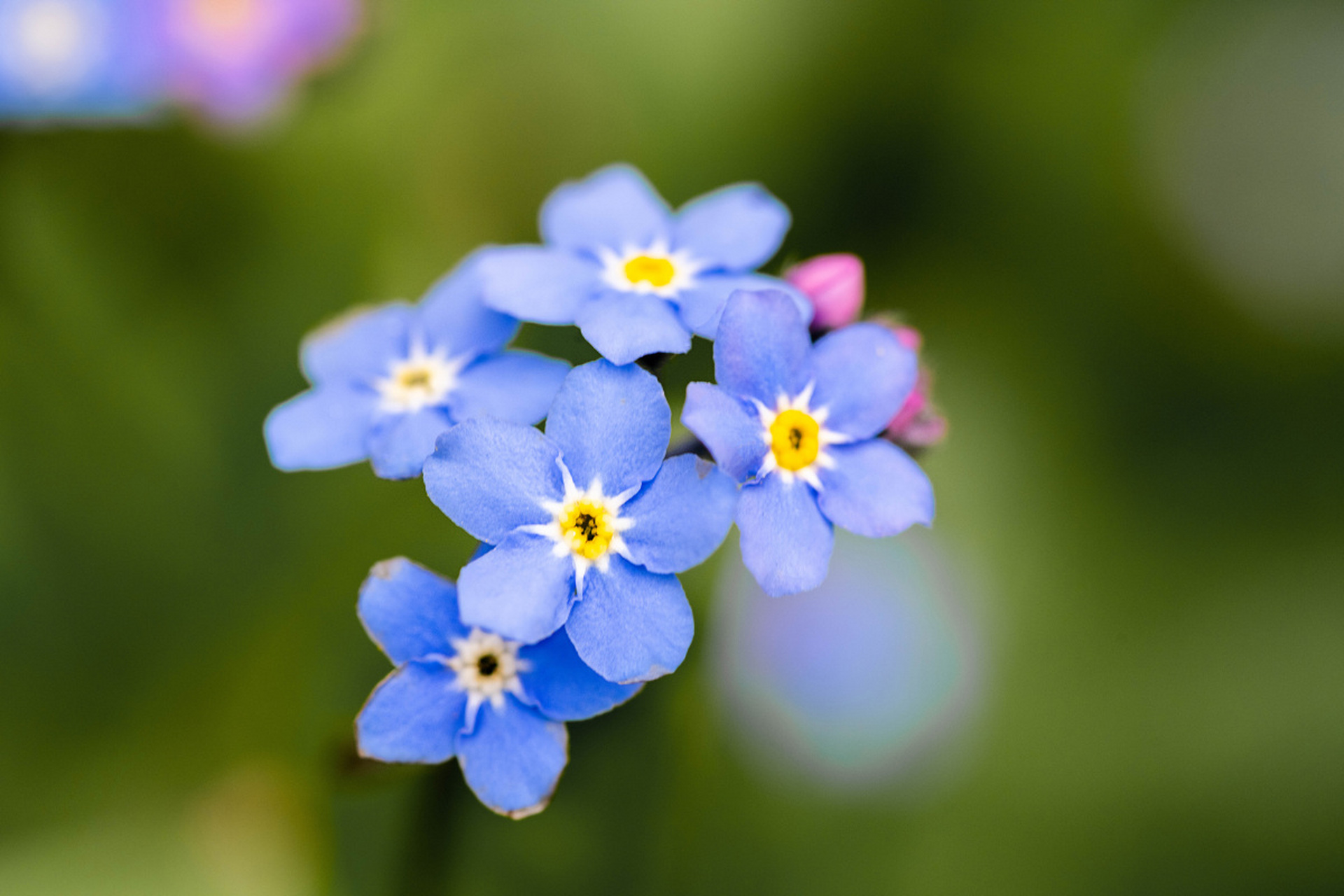 勿忘我,这是一种神奇的花卉,它的名字传递着深深的情感,是一种永不