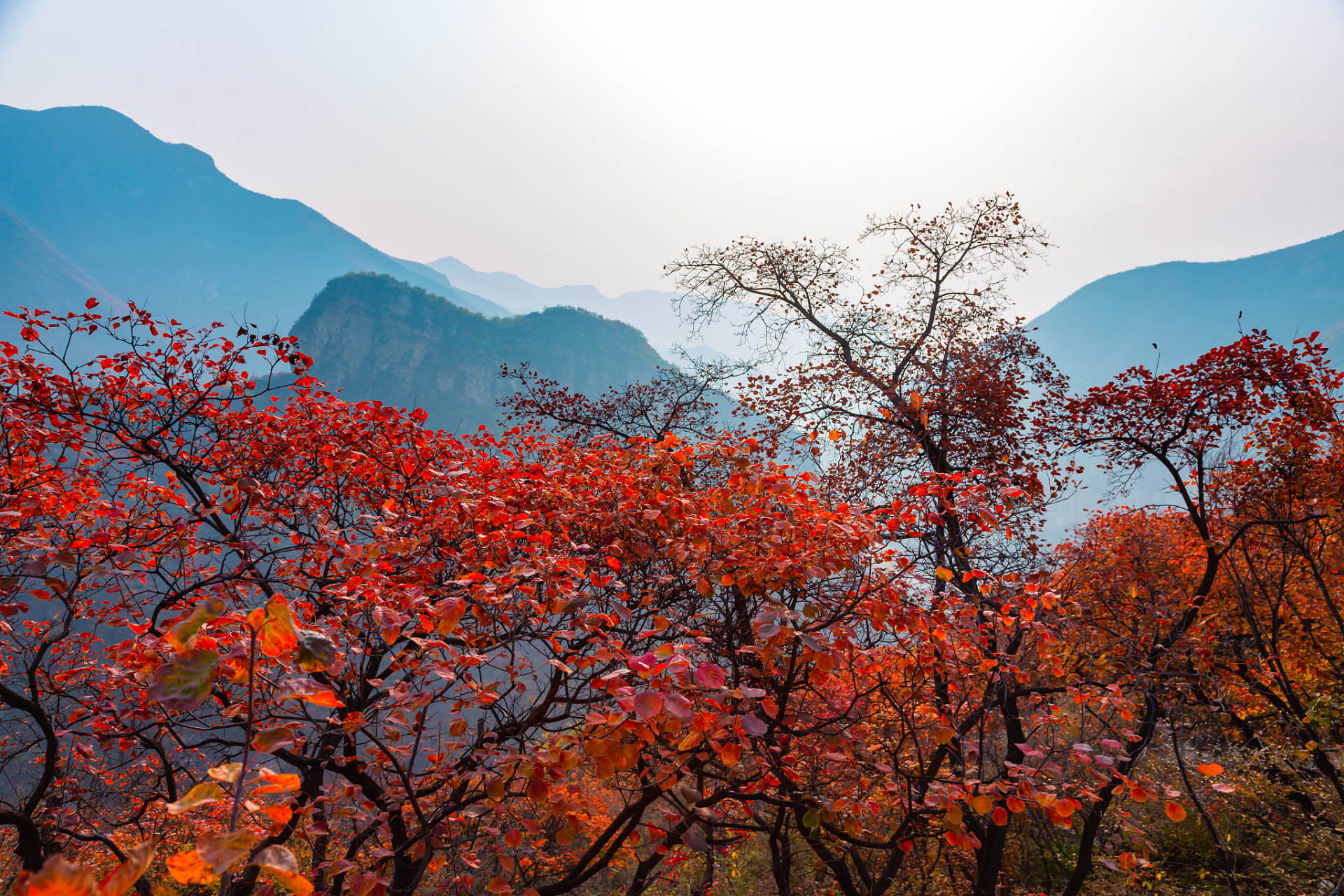 红叶柿岩旅游区是一个以红叶景观为主题的风景区.