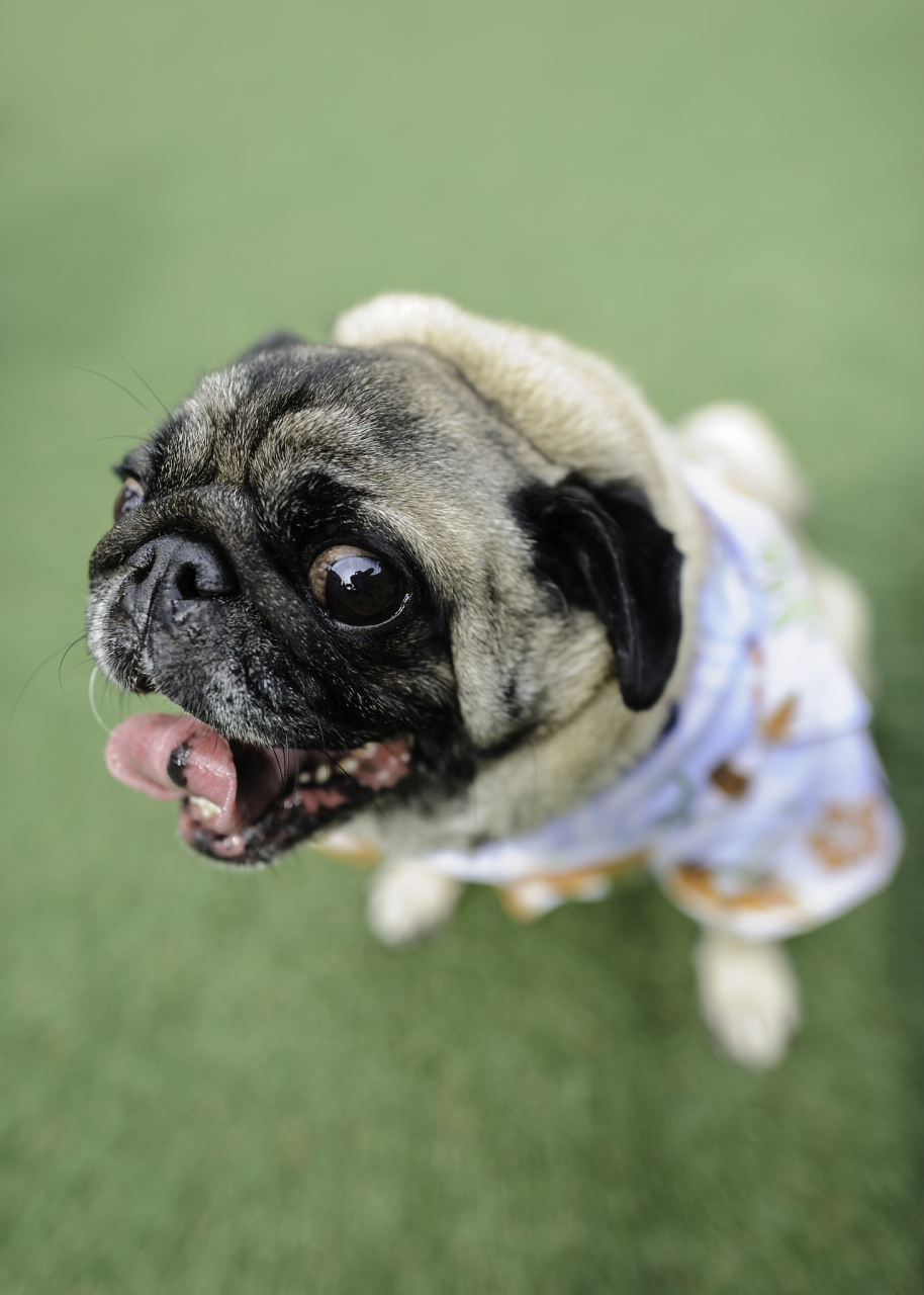 [原文:八哥犬:中国传奇般的丑萌.