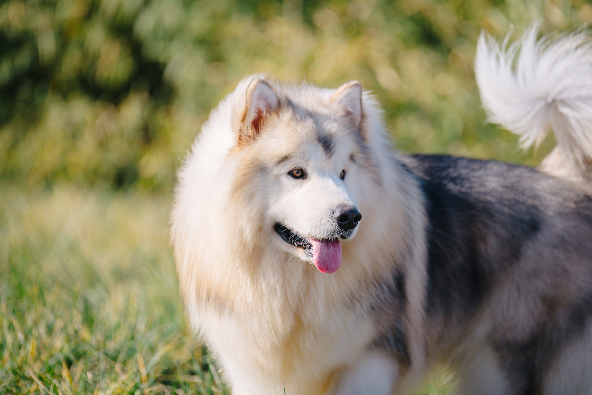 阿拉斯加犬壁纸图片