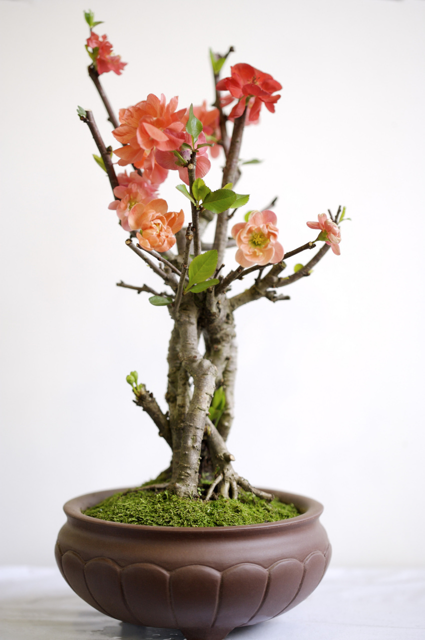 那么,盆栽海棠花到底适合什么土质养殖呢?让我们一起来看看吧!