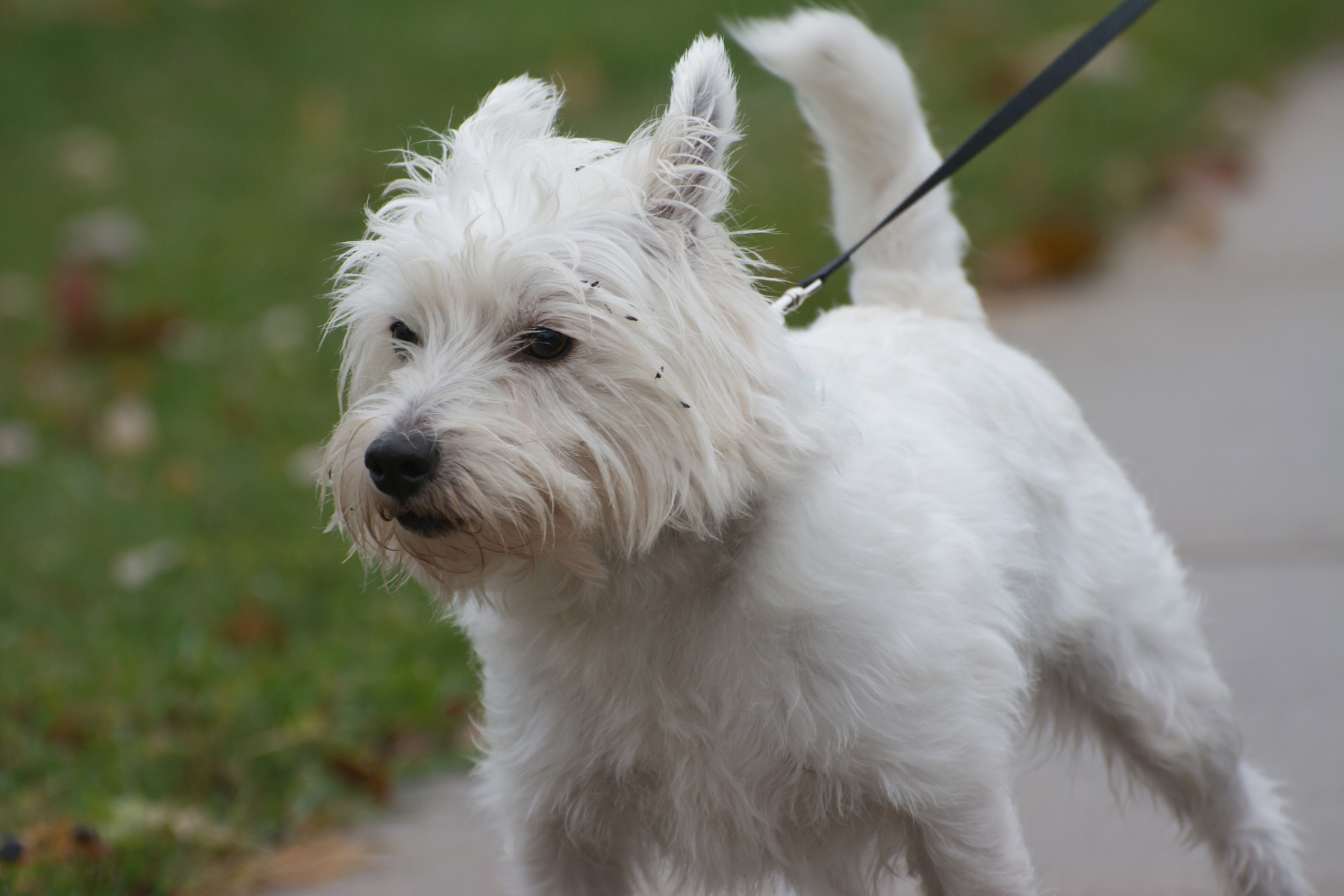 西高地白梗(west highland white terrier),简称"西高",是一种小型犬