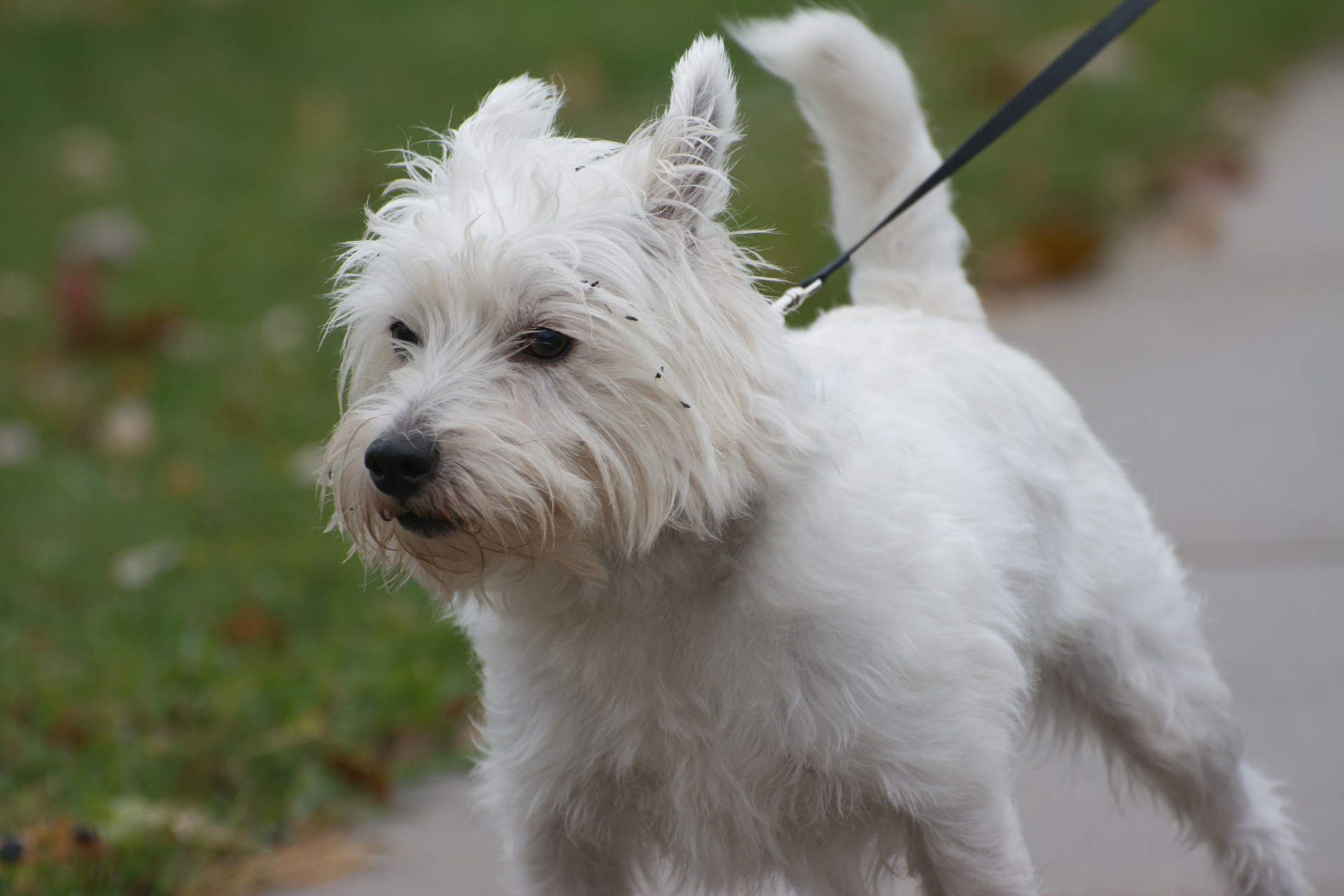 西高地白梗(west highland white terrier),简称西高,是一种小型犬
