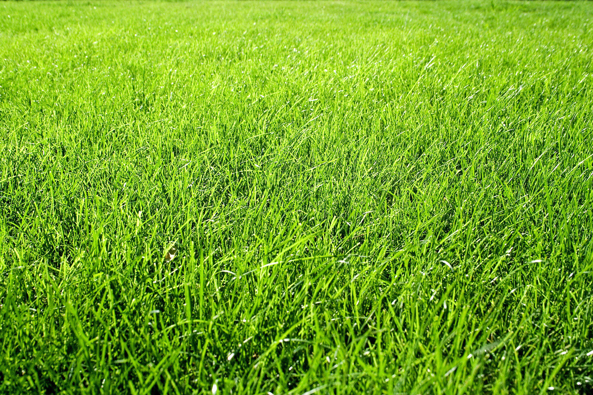 偶遇一片疯长的草坪 眼前一亮 绿油油的一大片 随风飘舞 非常的赏心