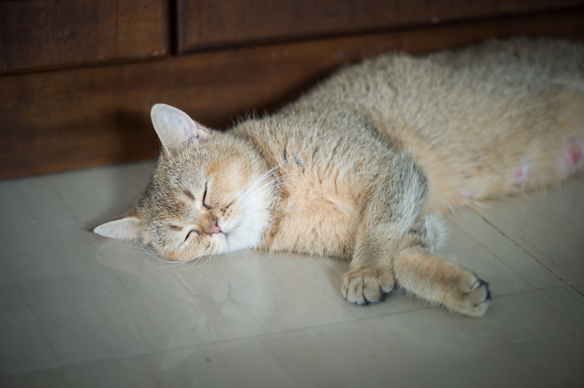 在寒冷的冬日里,一只可爱的猫咪在温暖的床上安然入睡,它的身体蜷缩成