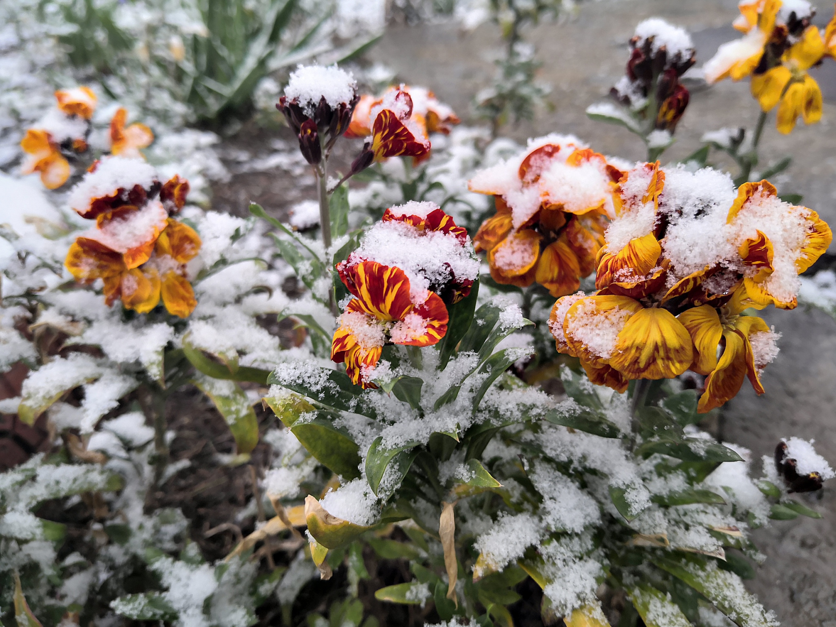 残菊傲雪图片