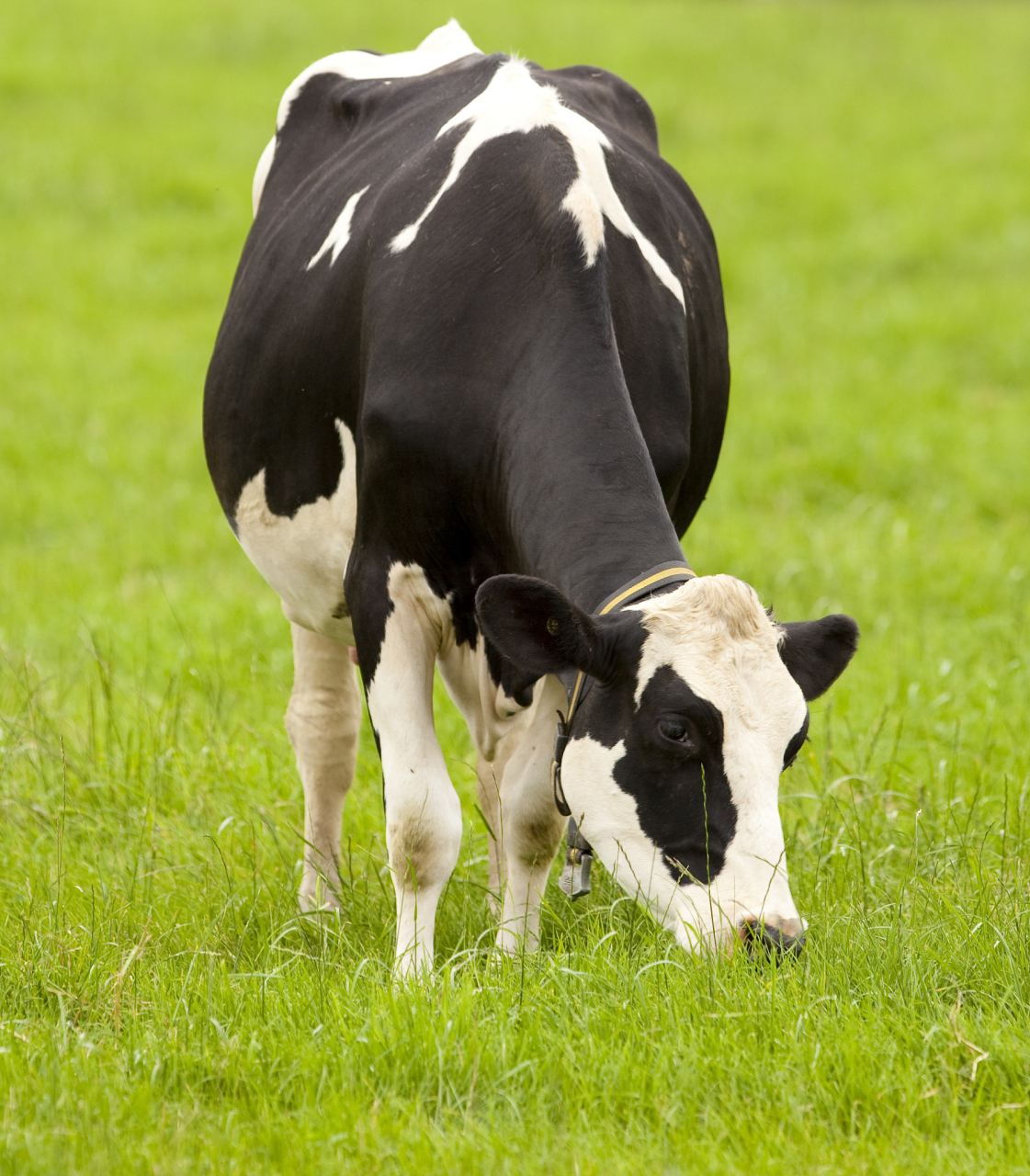 阿根廷科学家的实验发现,每天一头奶牛能够产生约300升的甲烷气体,而