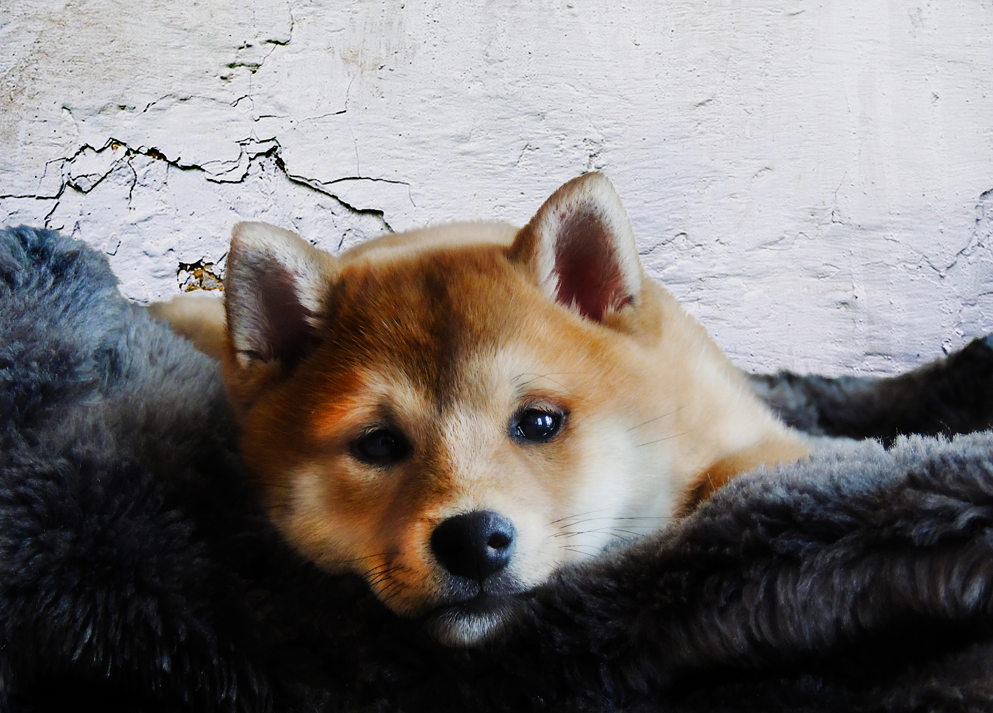 秋田犬为什么禁养呢为什么在线 秋田犬为什么禁养呢为什么在线