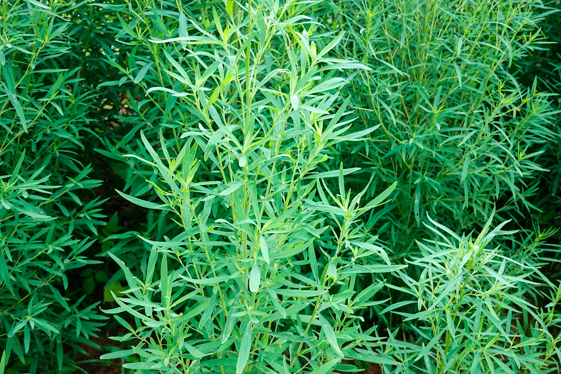 龙蒿,你听说过吗?就是那个传说中能让人穿越时空的神秘香料!