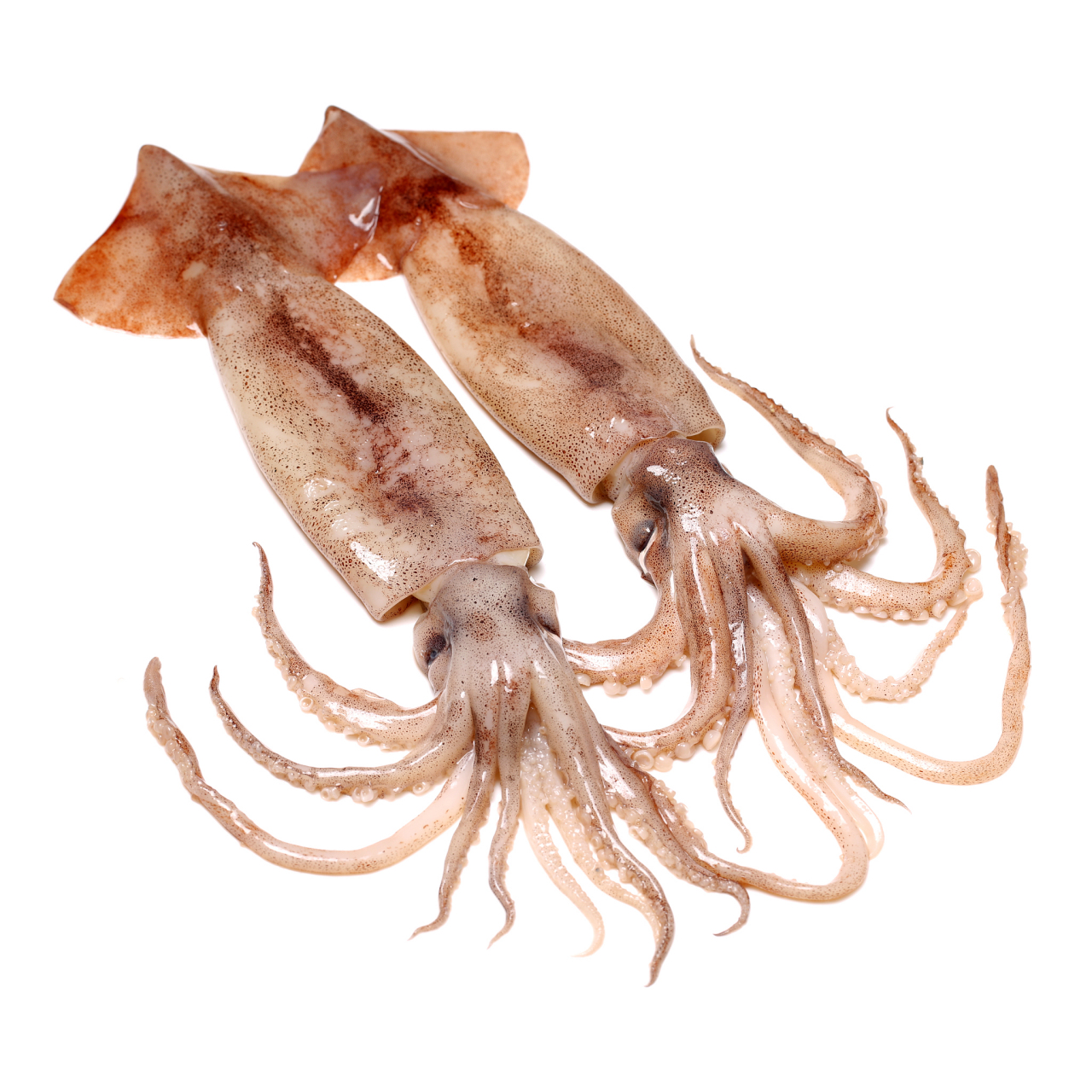 乌贼和鱿鱼都属于头足纲动物,它们的身体形态,触须和游泳方式有所不同