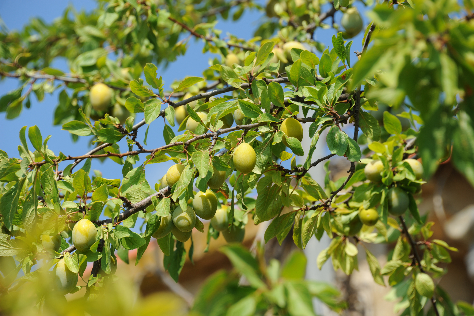 李子树修剪三大忌  忌剪枝不公李树剪枝要科学,不能偏斜一方,修剪要