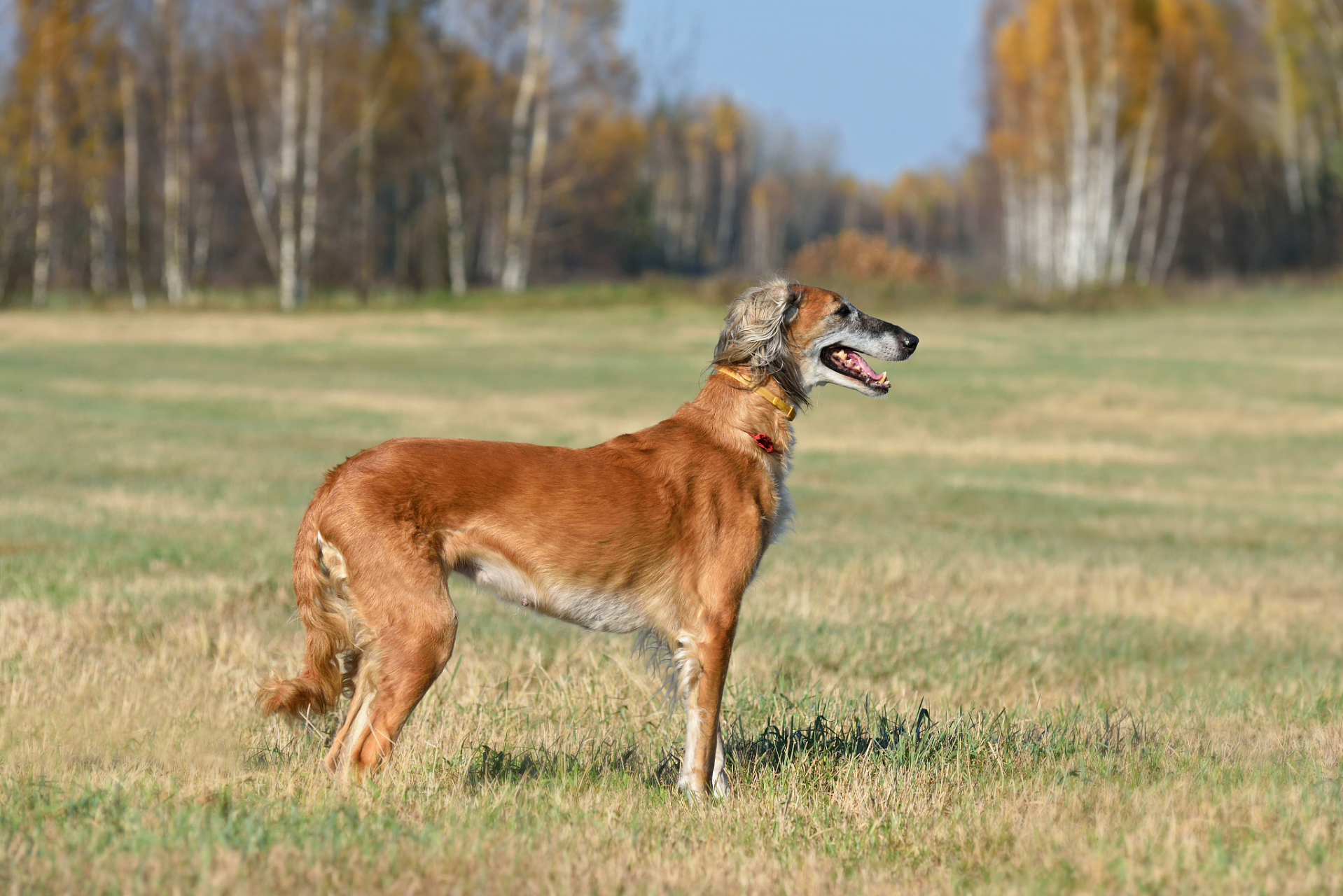 山区追踪野兔最好的犬图片