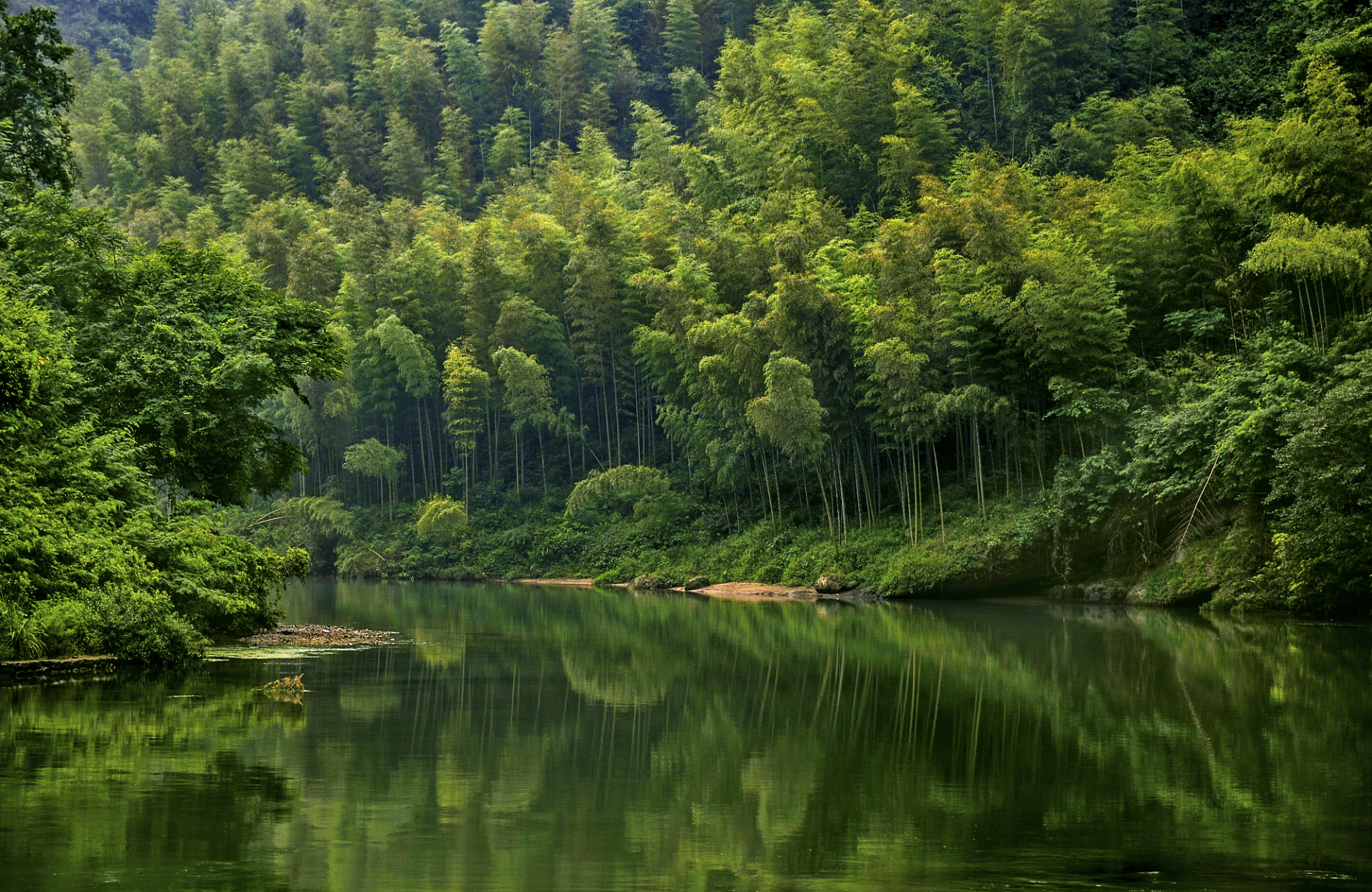 中国大竹海,又称安吉大竹海,以李安的电影《卧虎藏龙》为背景而广受