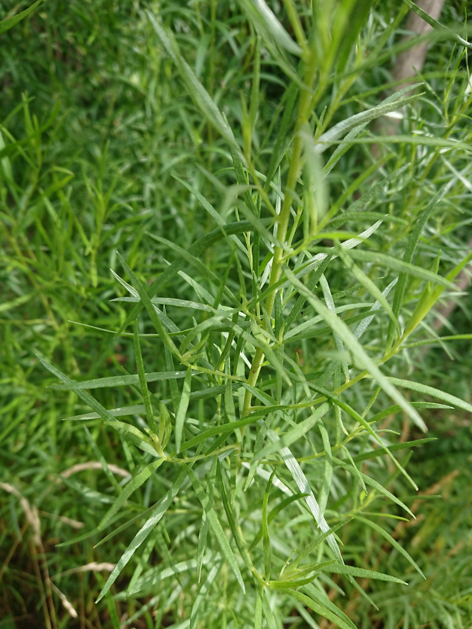 东北柳蒿芽功效图片