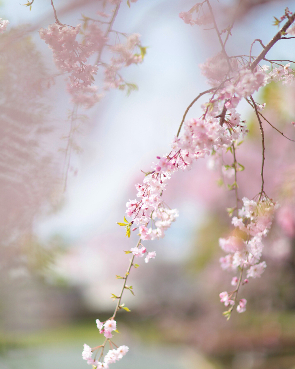红尘陌上痴心女,愿做鸳鸯比翼飞. 自古真心薄情负,人间一趟草木悲.