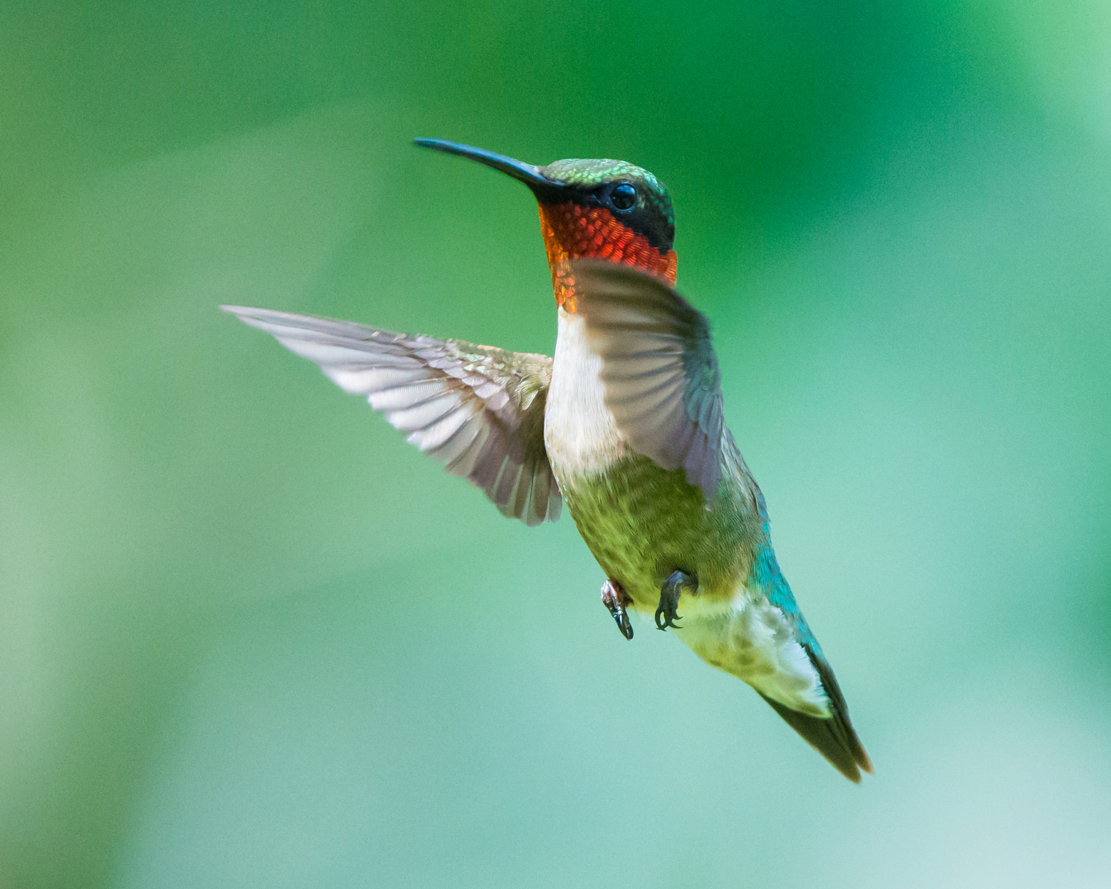 摘要: 本文介绍了嗉囊的发现与研究的演变历程,从古代的描述到现代