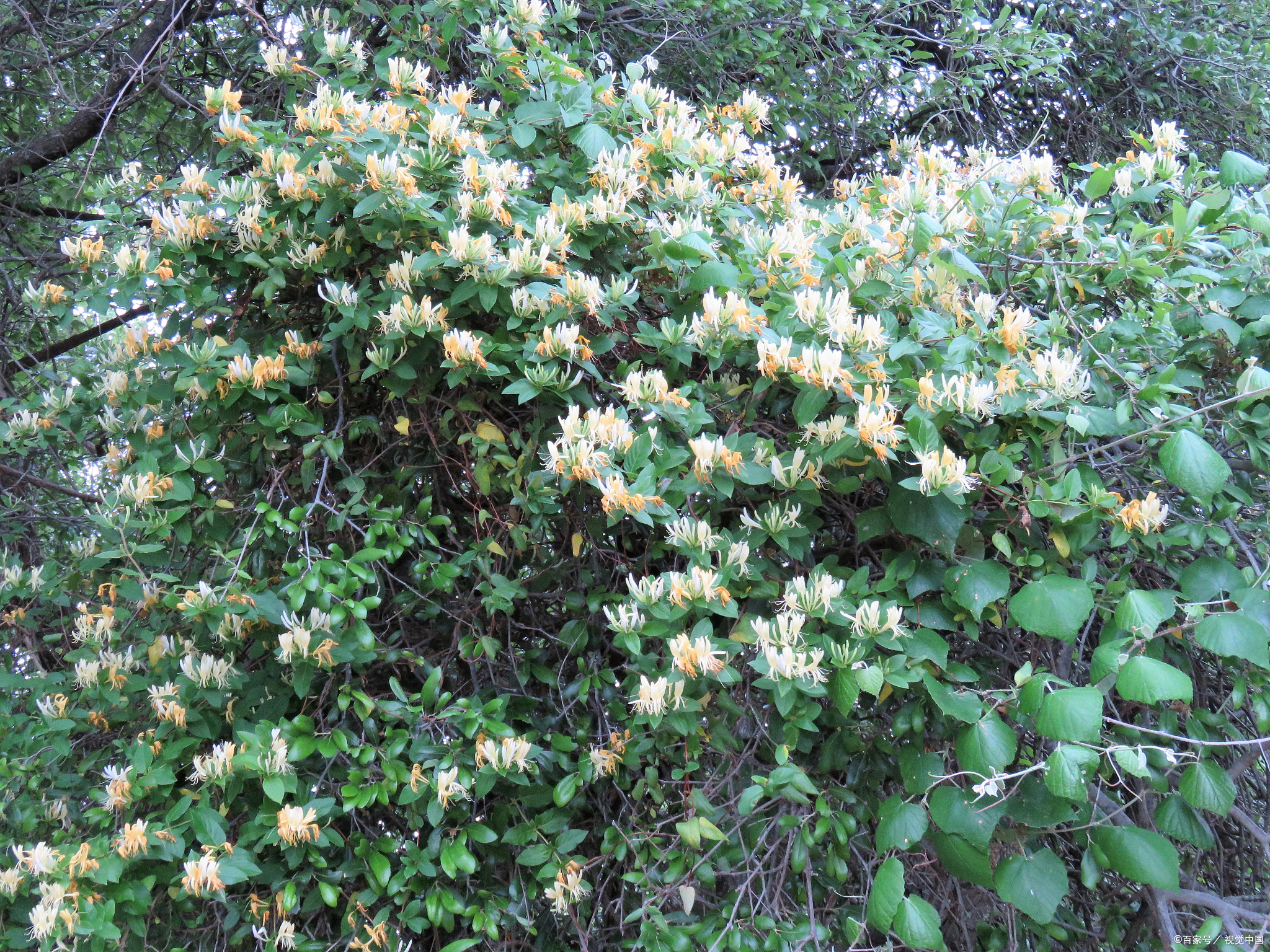 金银花藤和叶子的作用,知道了对你有好处