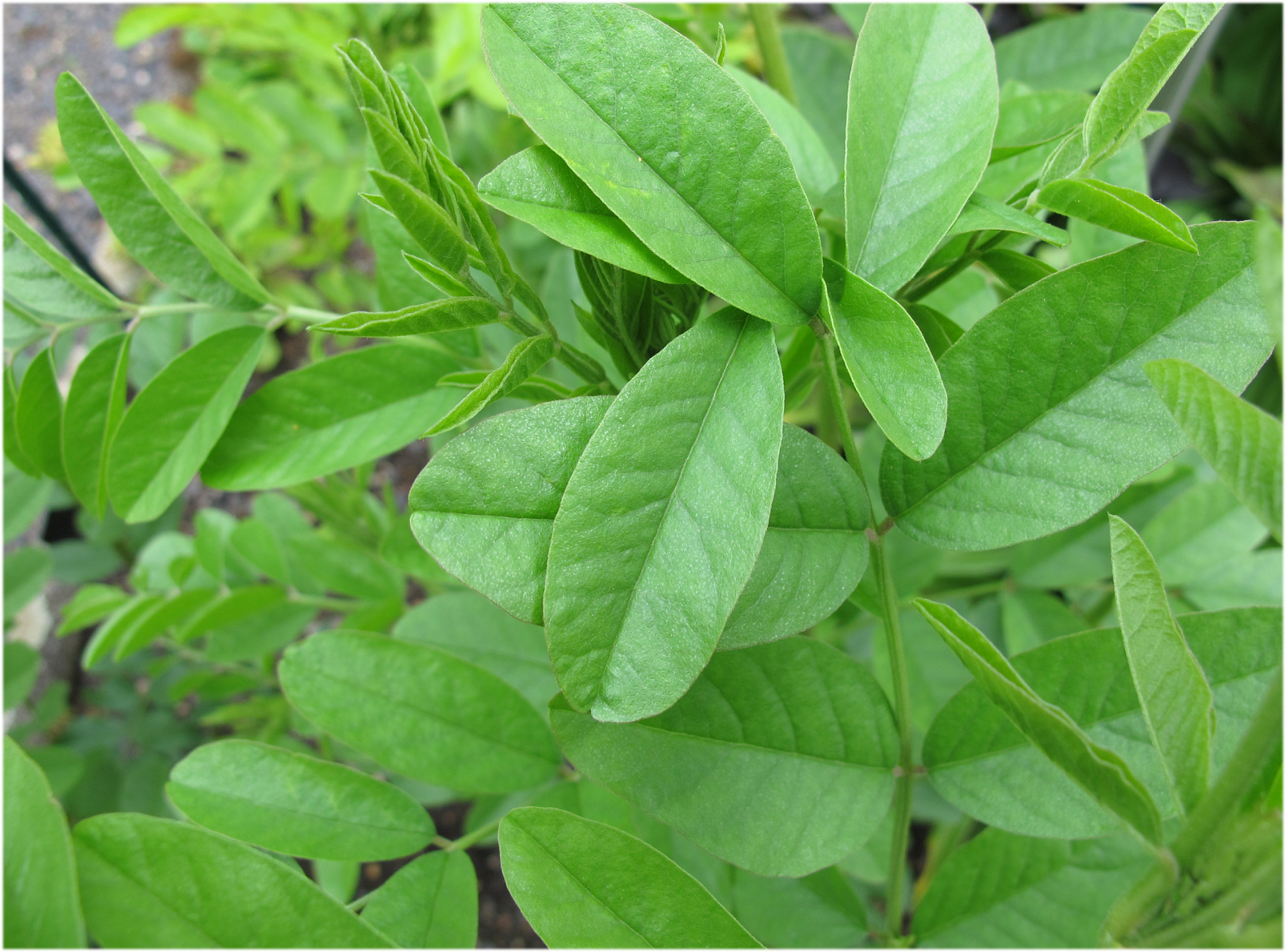 今天,我将带你了解番泻叶的功效与作用,让你重新认识这个看似普通的