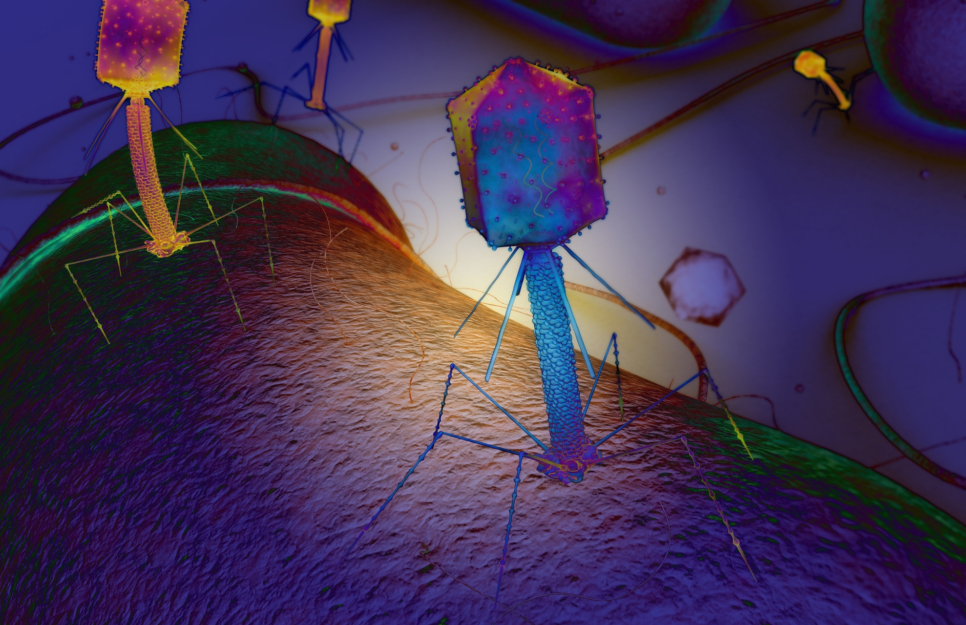 m13噬菌体是感染带有f质粒大肠杆菌的丝状噬菌体,具有独特感染机制,在