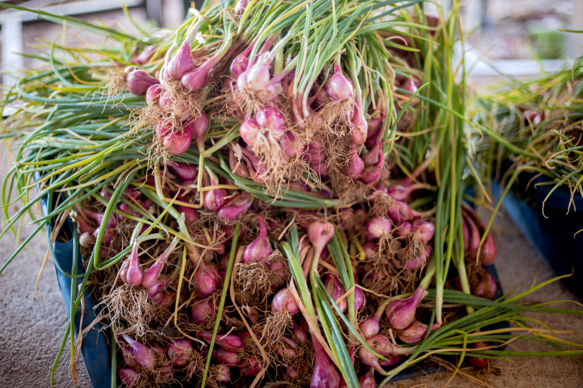 薤(xiè),又作藠(jiào),亦名藠子,火葱,鸿荟,菜芝等.