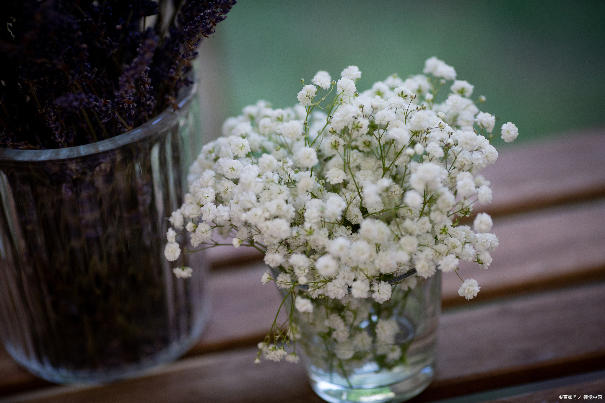 满天星花语和寓意是什么呢