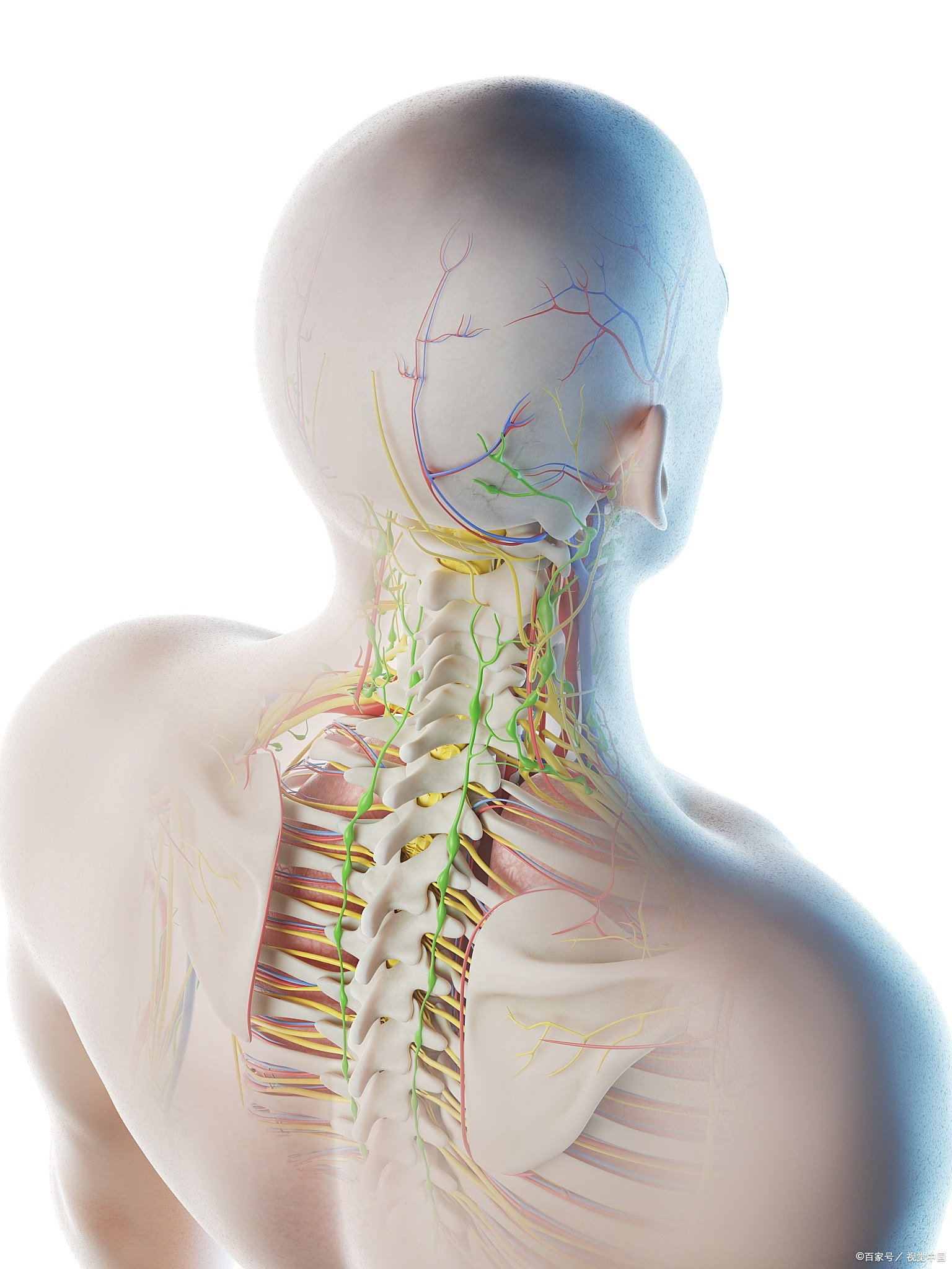 颈部肌肉颈部肌肉僵硬颈椎神经分布图颈椎横突的定位图颈椎突出颈椎1