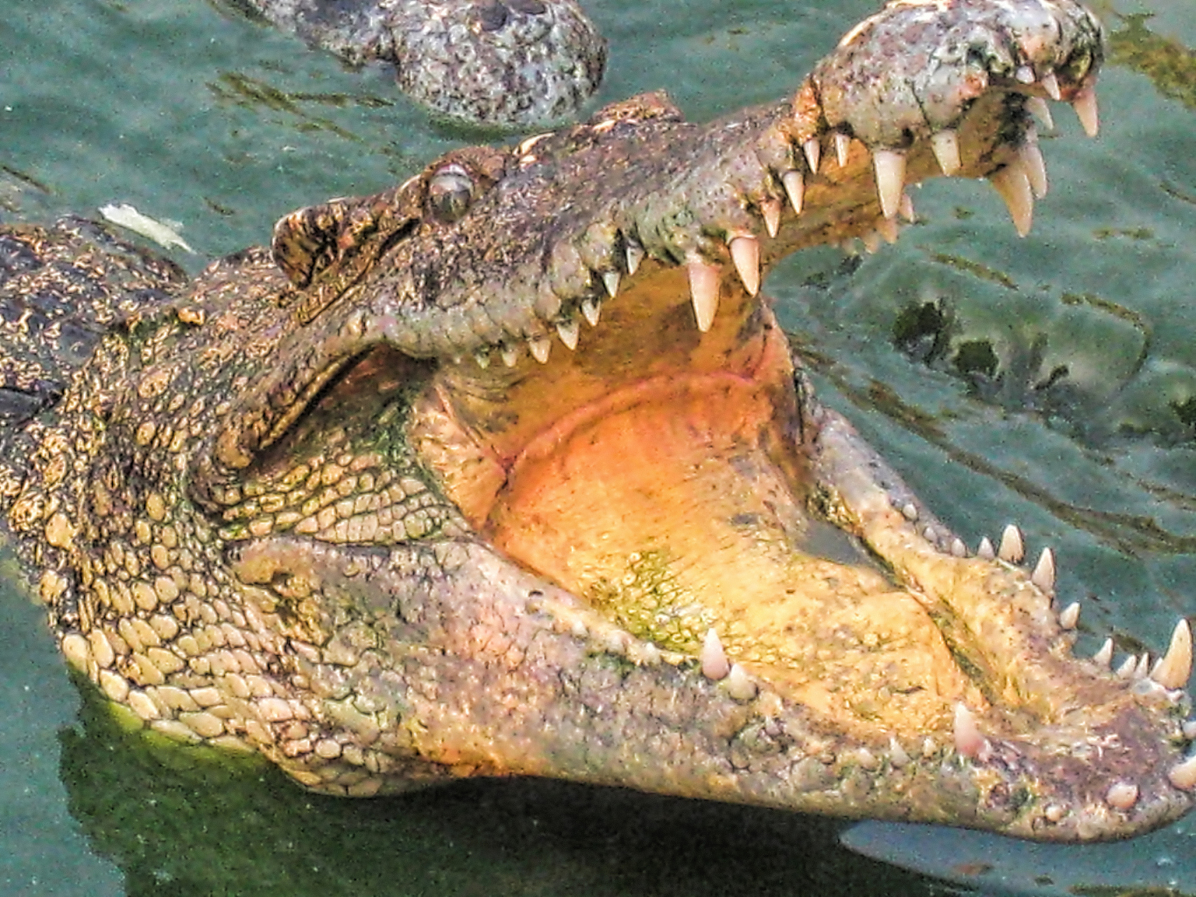 人与自然# 在所有已知的远古生物中,史前巨齿鳄以其恢弘的身躯和强大