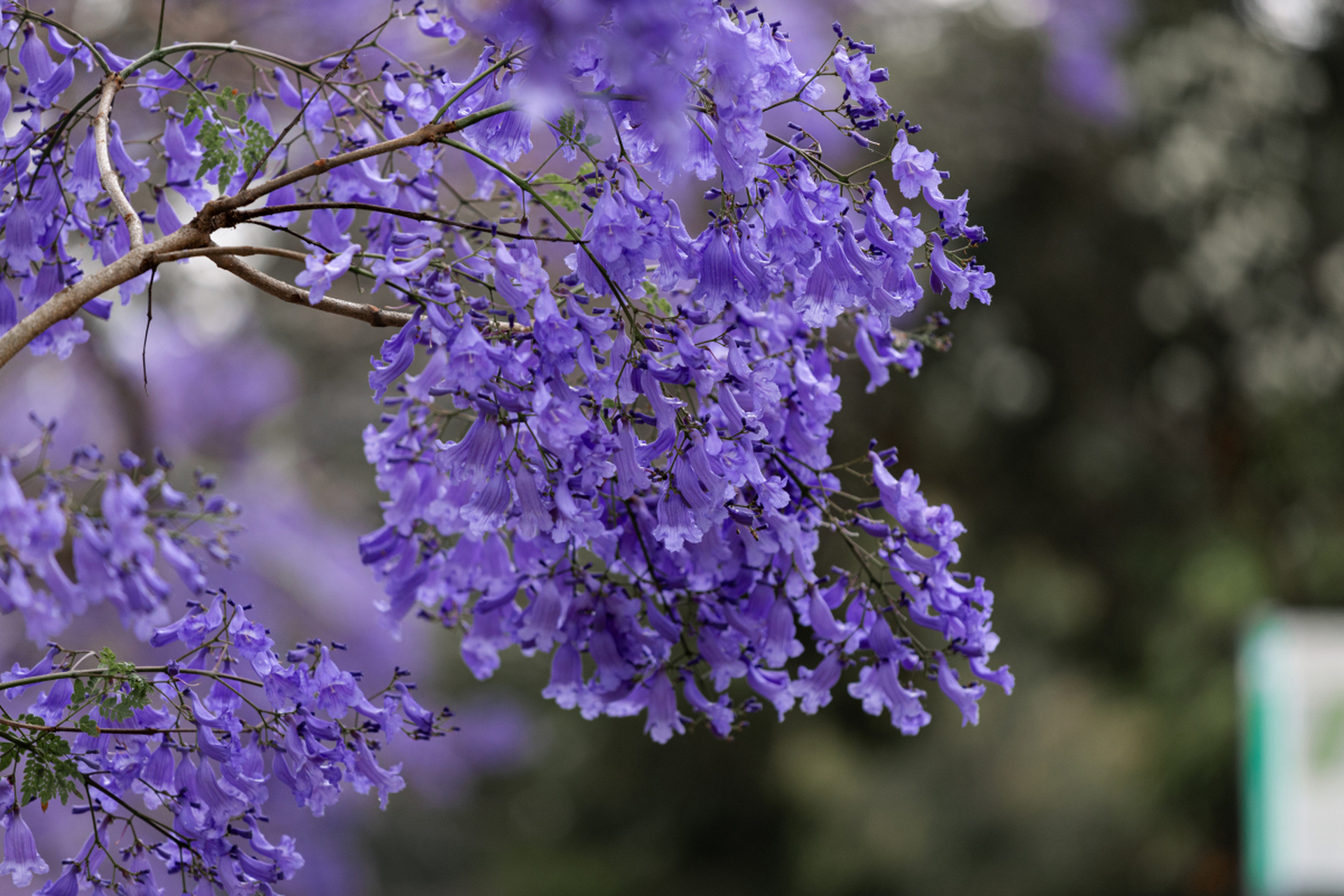 蓝楹花的花语是宁静,平和,纯净,深远,花朵深蓝色,观赏价值高.