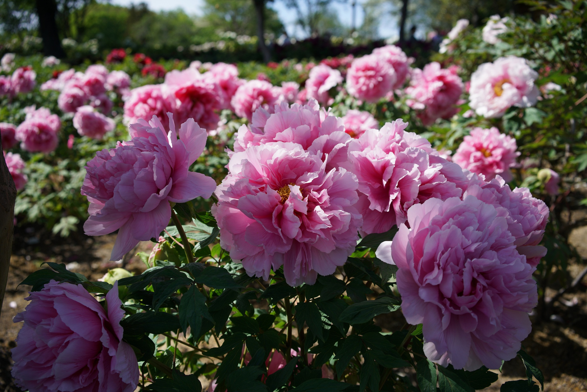 唯有牡丹真国色,花开时节动京城.