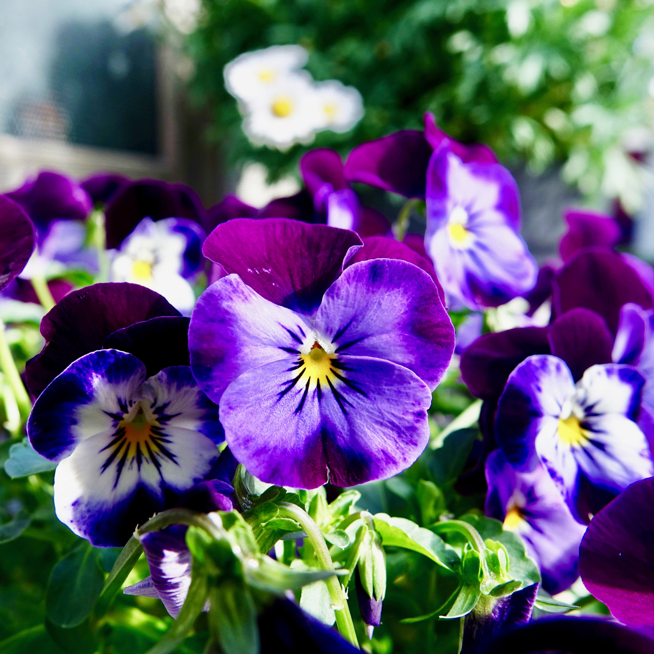 路边的三色紫罗兰,柔声引不来粗心人儿的顾盼,却在这些散漫的诗行里