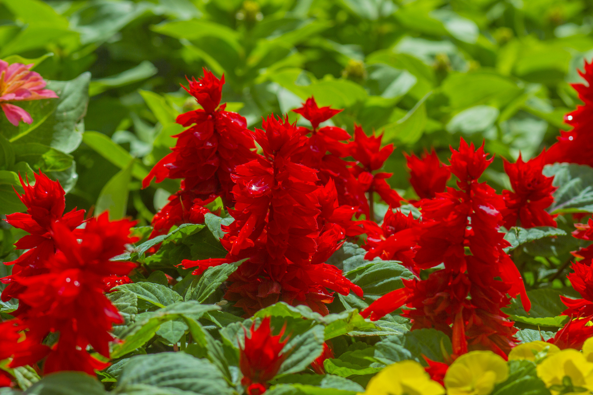 分享一下关于一串红这种盆栽的养殖方法和注意事项.